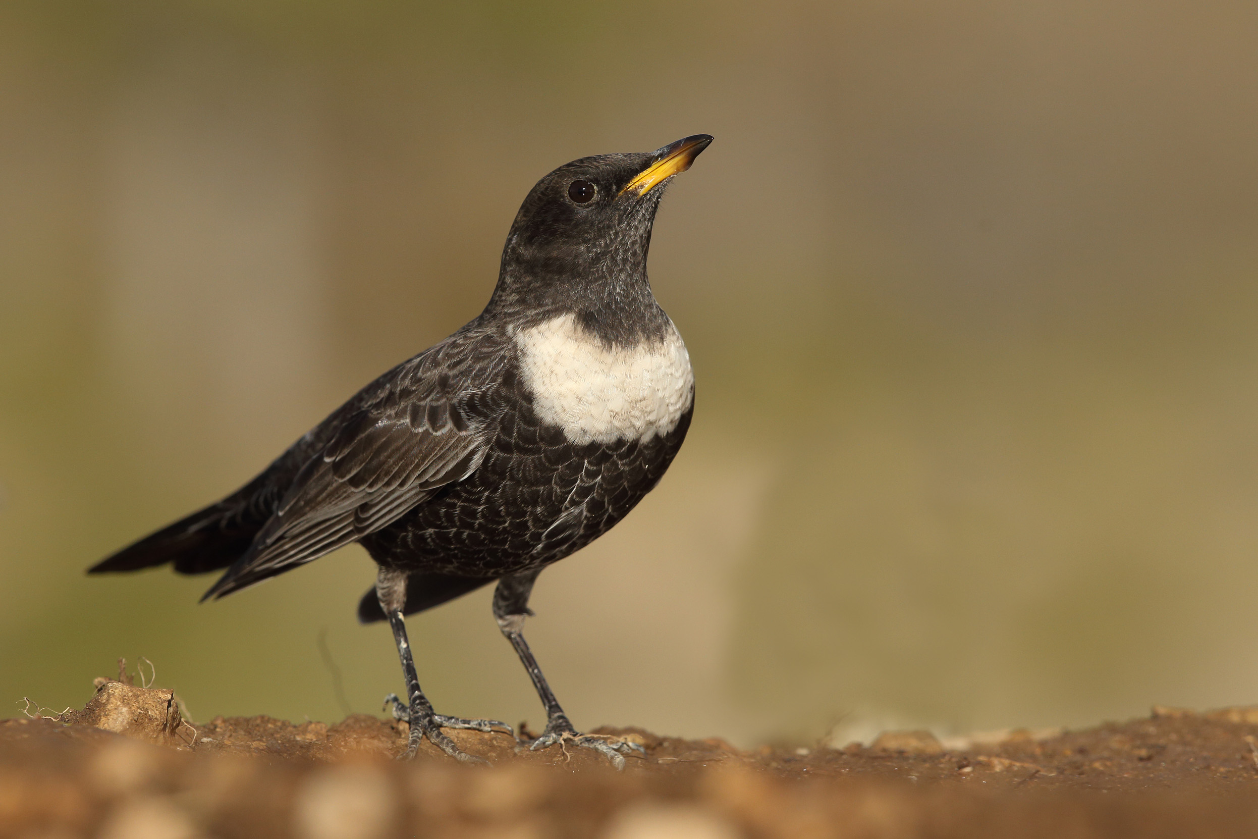 A lone male Ring Ouzel stood on a the ground looking up at the sky.