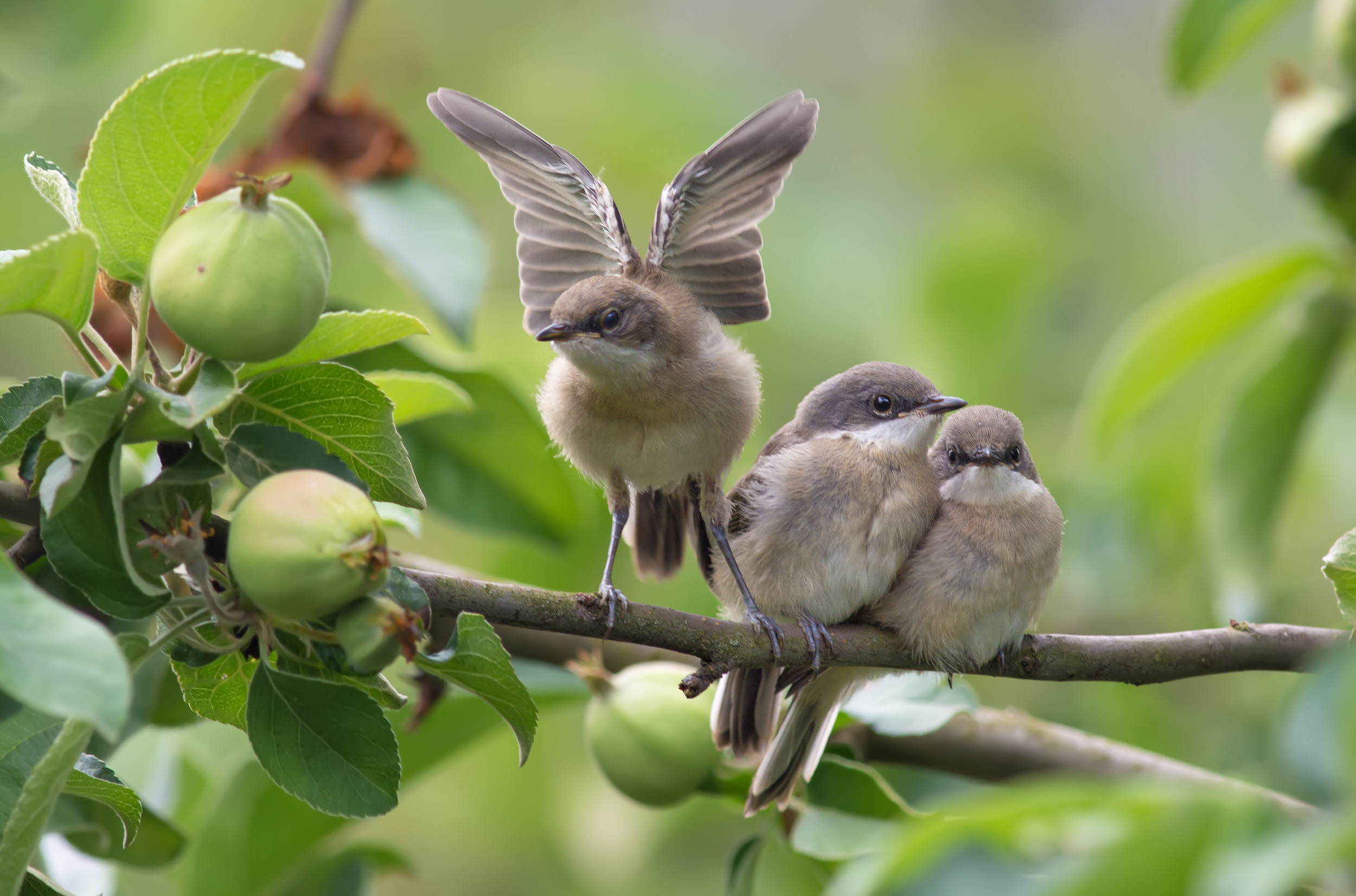 Three Lesser Whitethroat Chicks perched on a branch amongst trees.