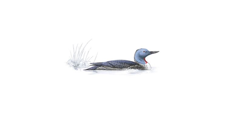 An illustration of a Red-throated Diver.