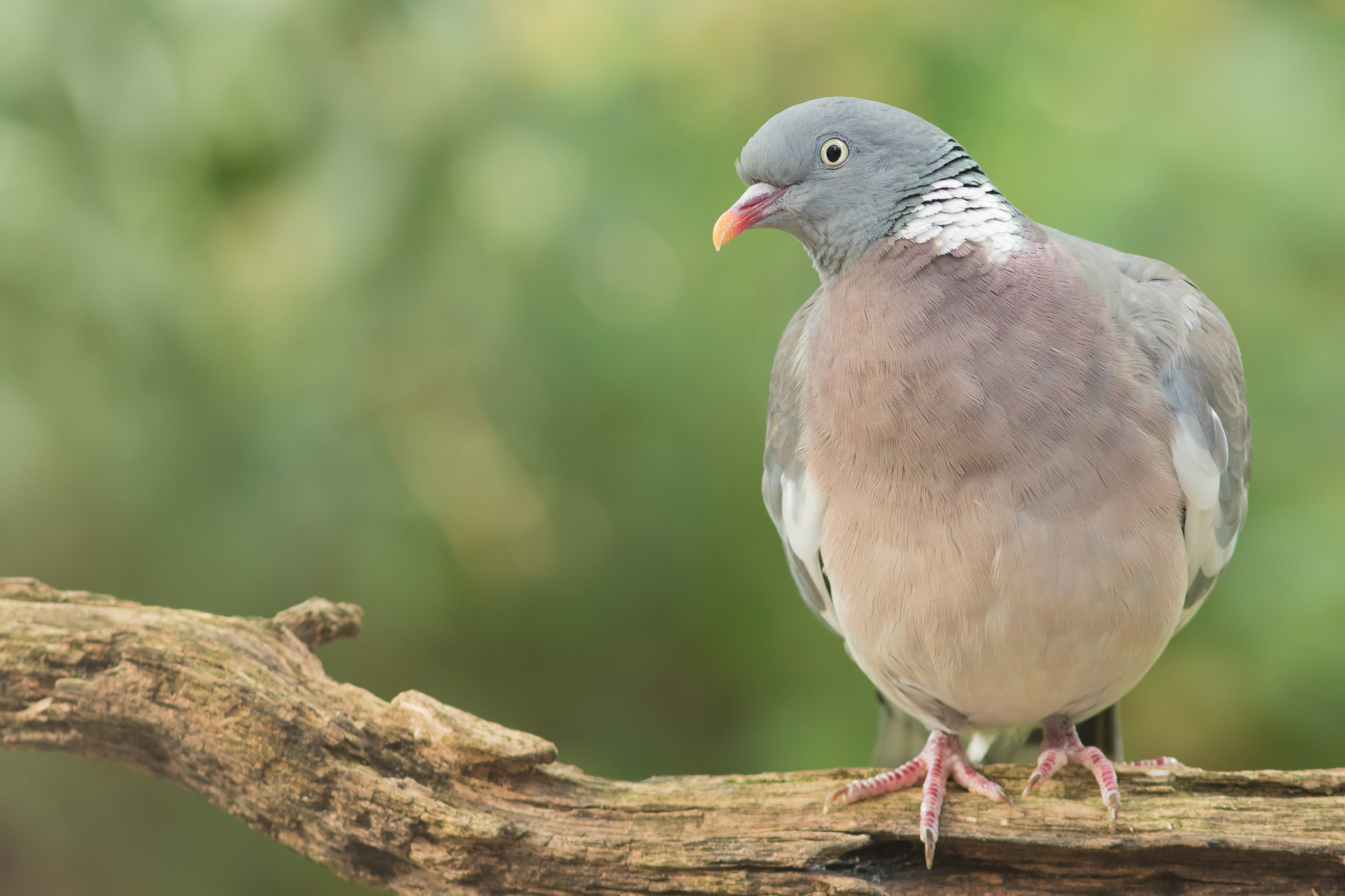 A lone Woodpigeon perched on a branch.
