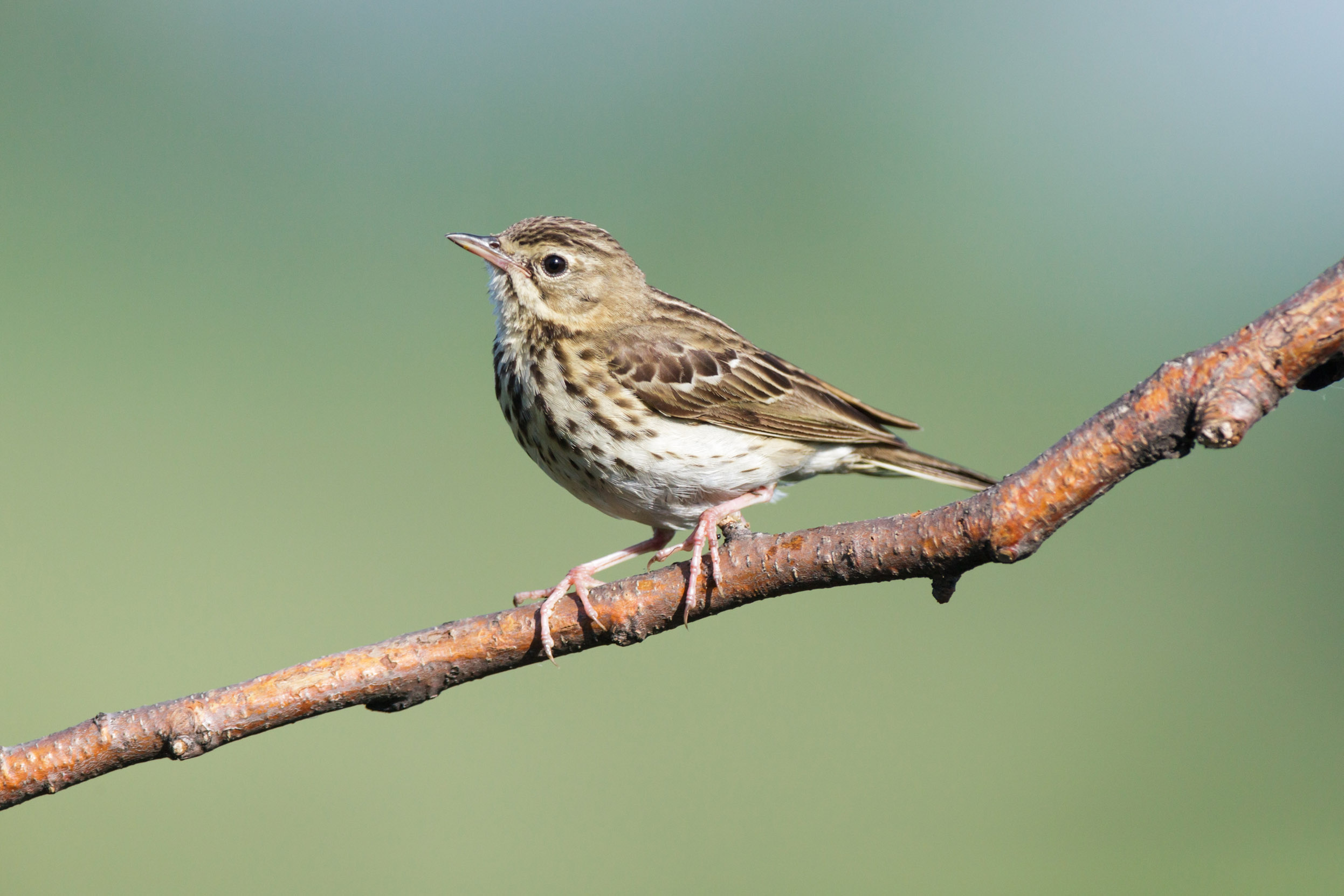 A lone Tree Pipit perched on a branch.