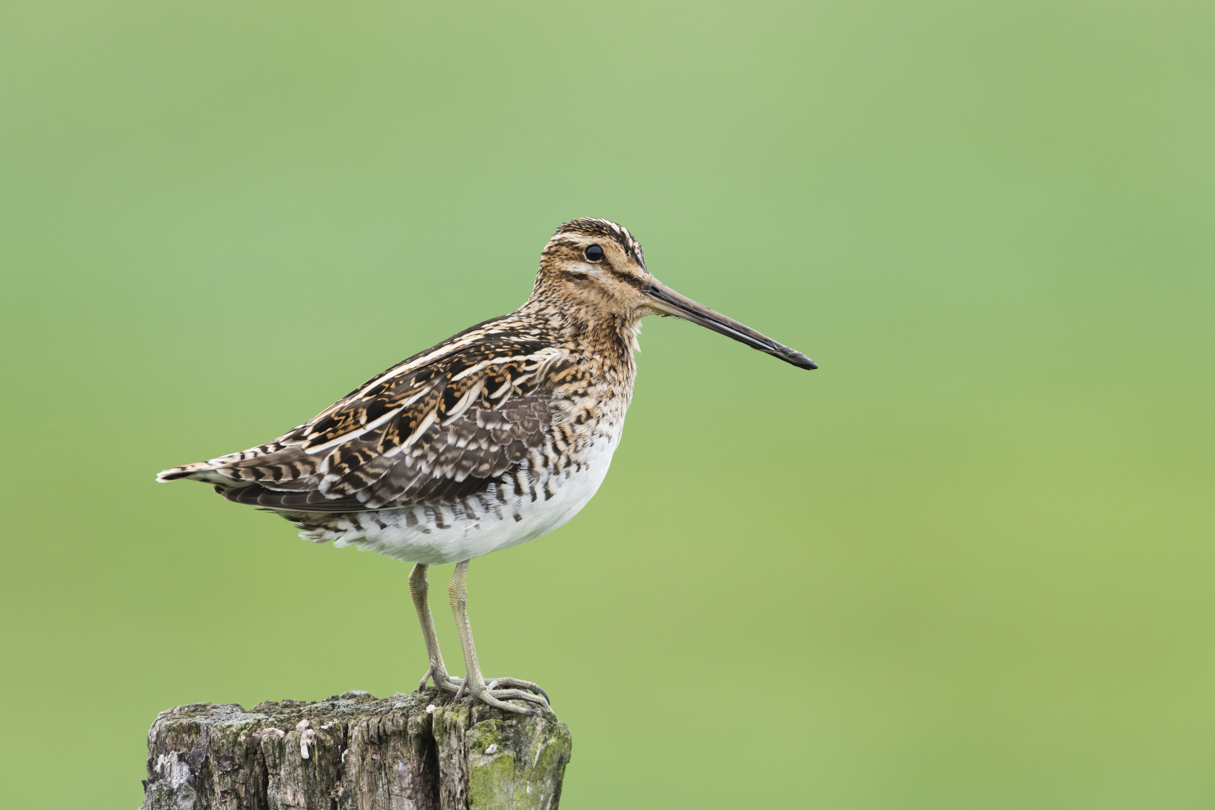 A lone Snipe perched upon a wooden post.