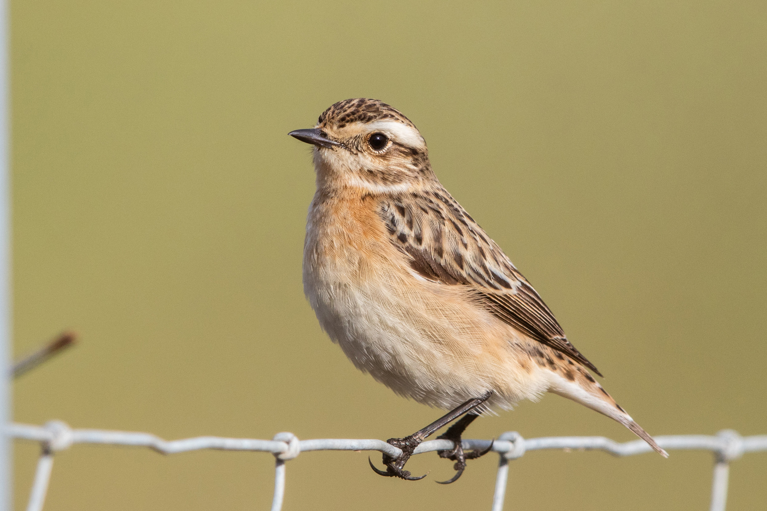 A lone female Whinchat perched on a metal fence.