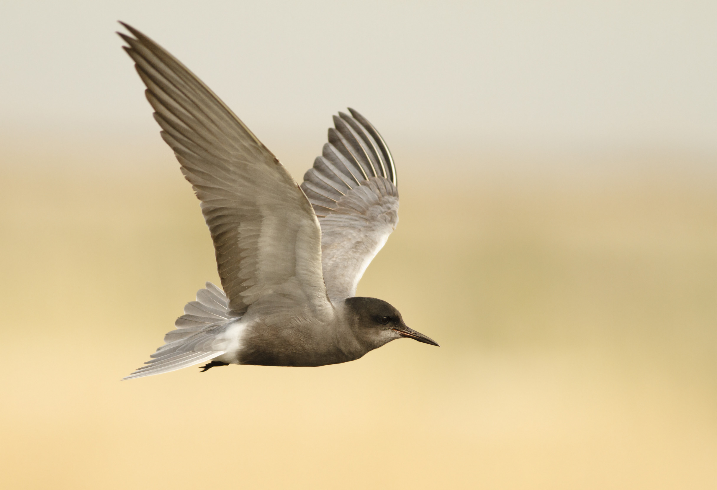 A lone Black Tern in mid flight against a pale yellow background.