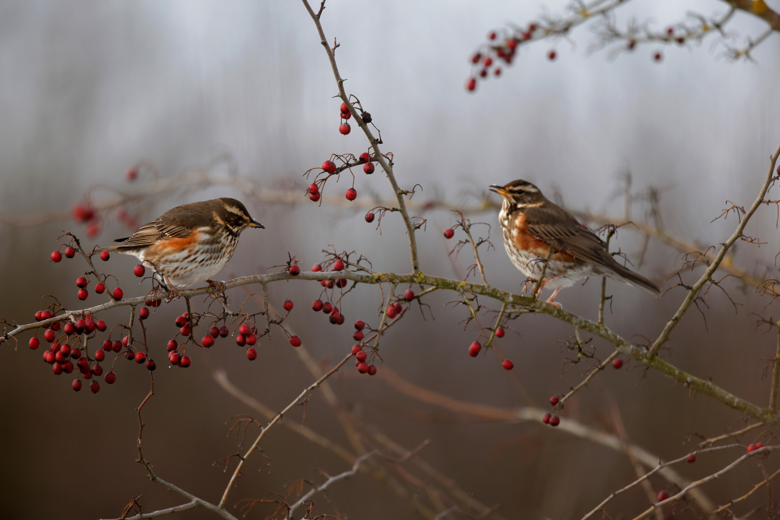 A pair of Redwings feeding on red berries in a tree.