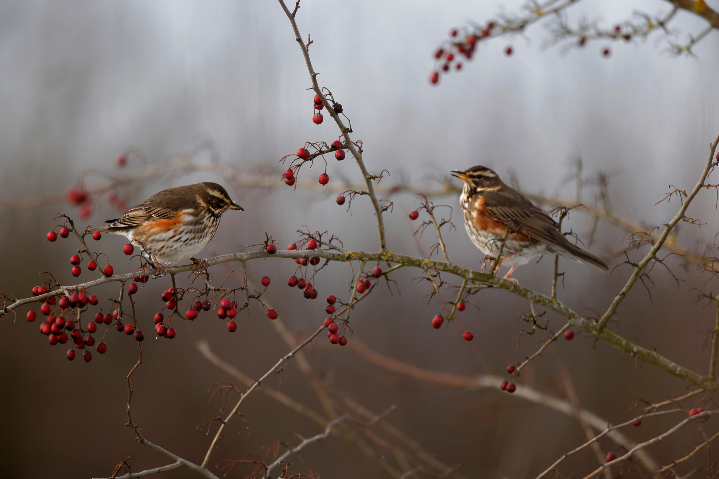 Redwing Bird Facts | Turdus Iliacus