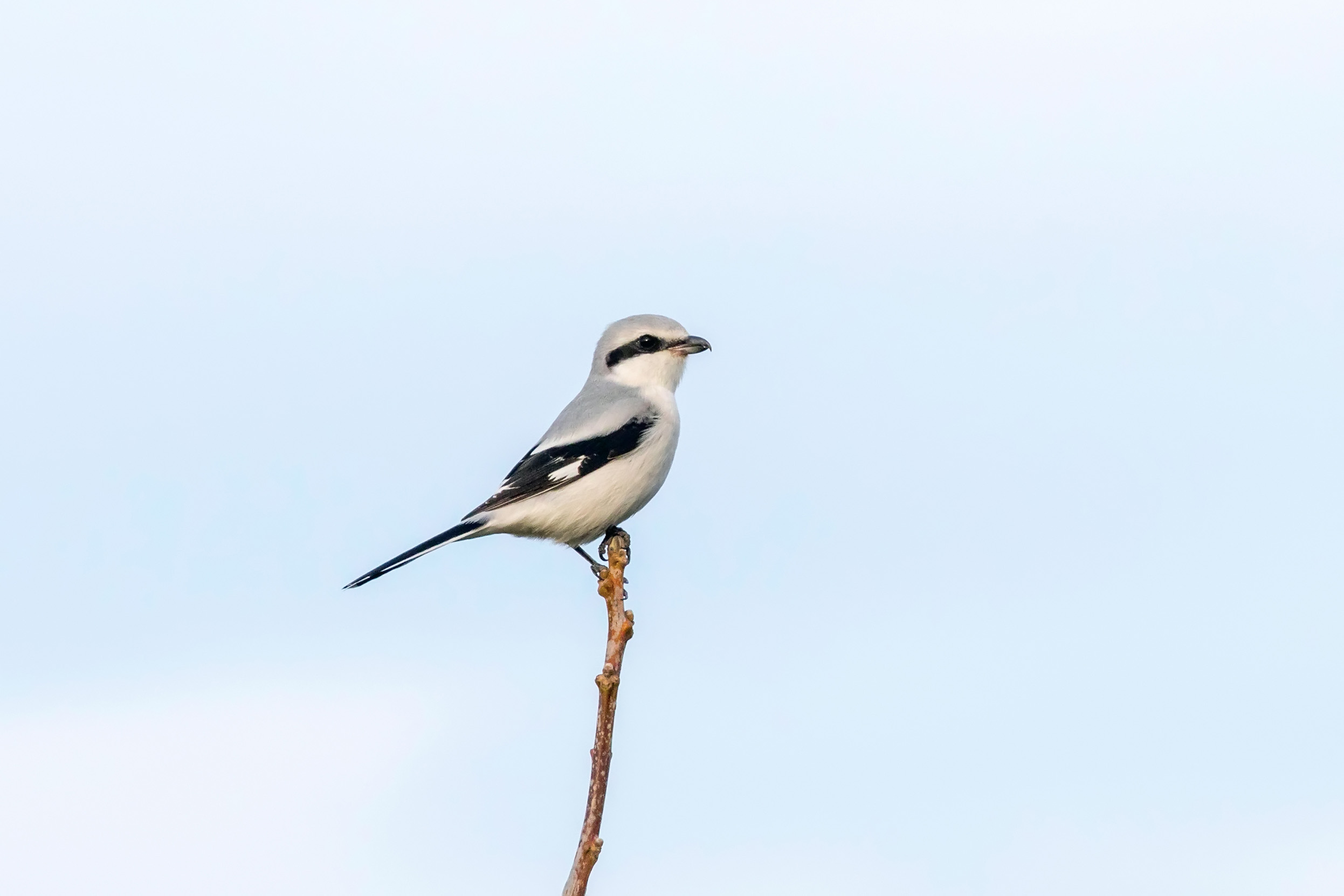 A lone Great Grey Shrike sat on the very top of a branch.