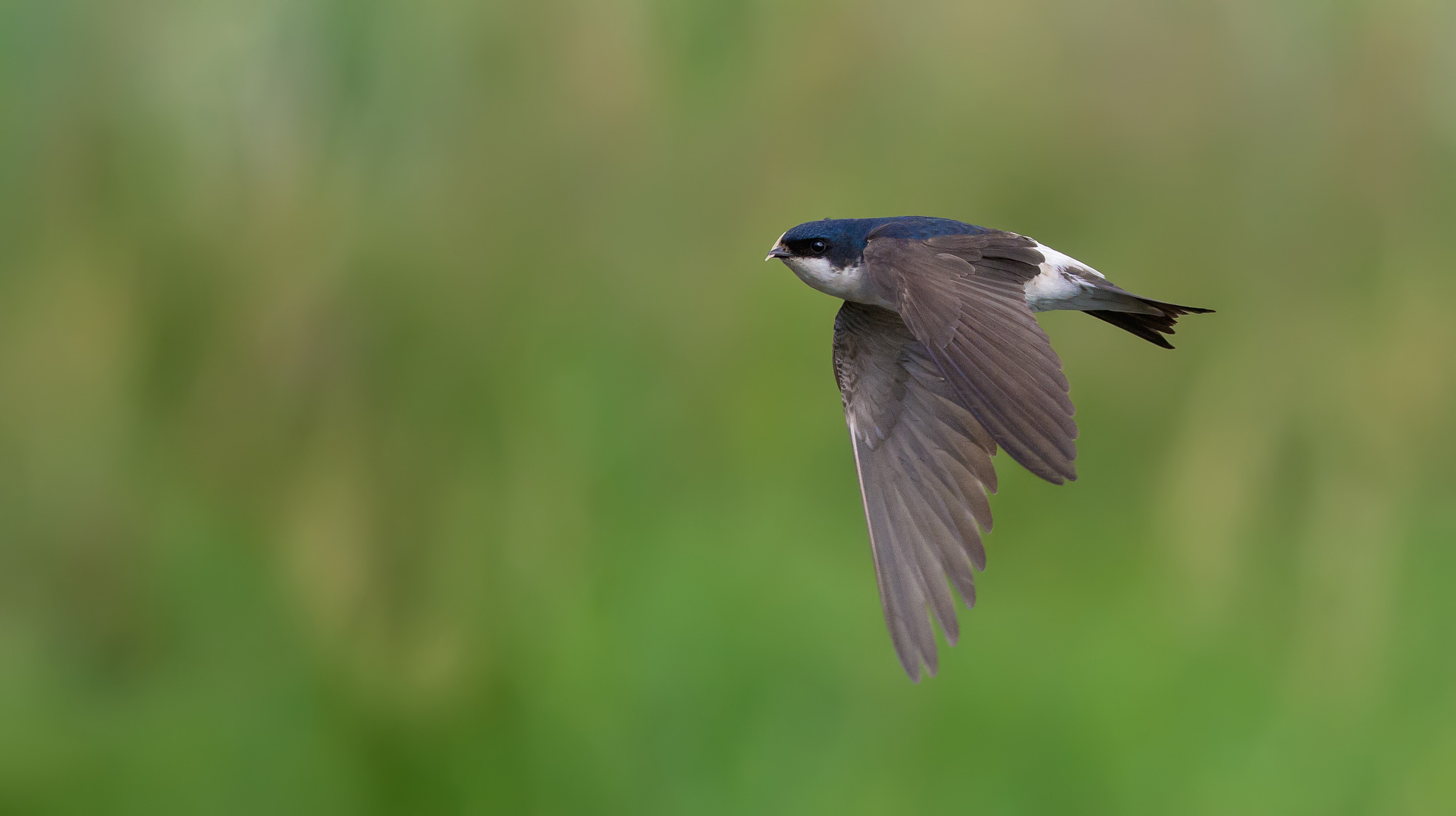 A lone House Martin mid flight with it's wings down.