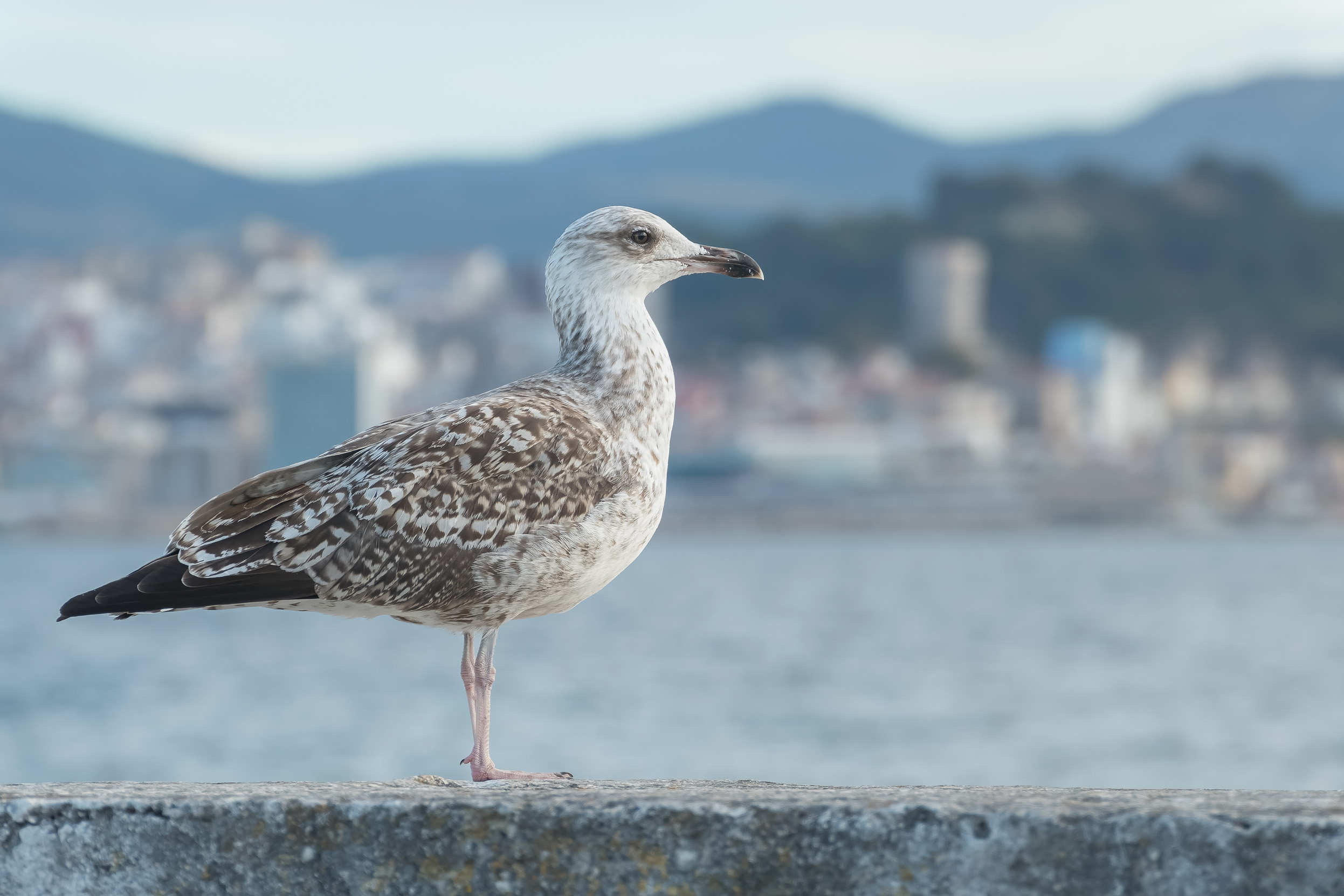 A juvenile Yellow Legged Gull in it's first winter plumage perched on a wall next to the sea with a town in the distance.