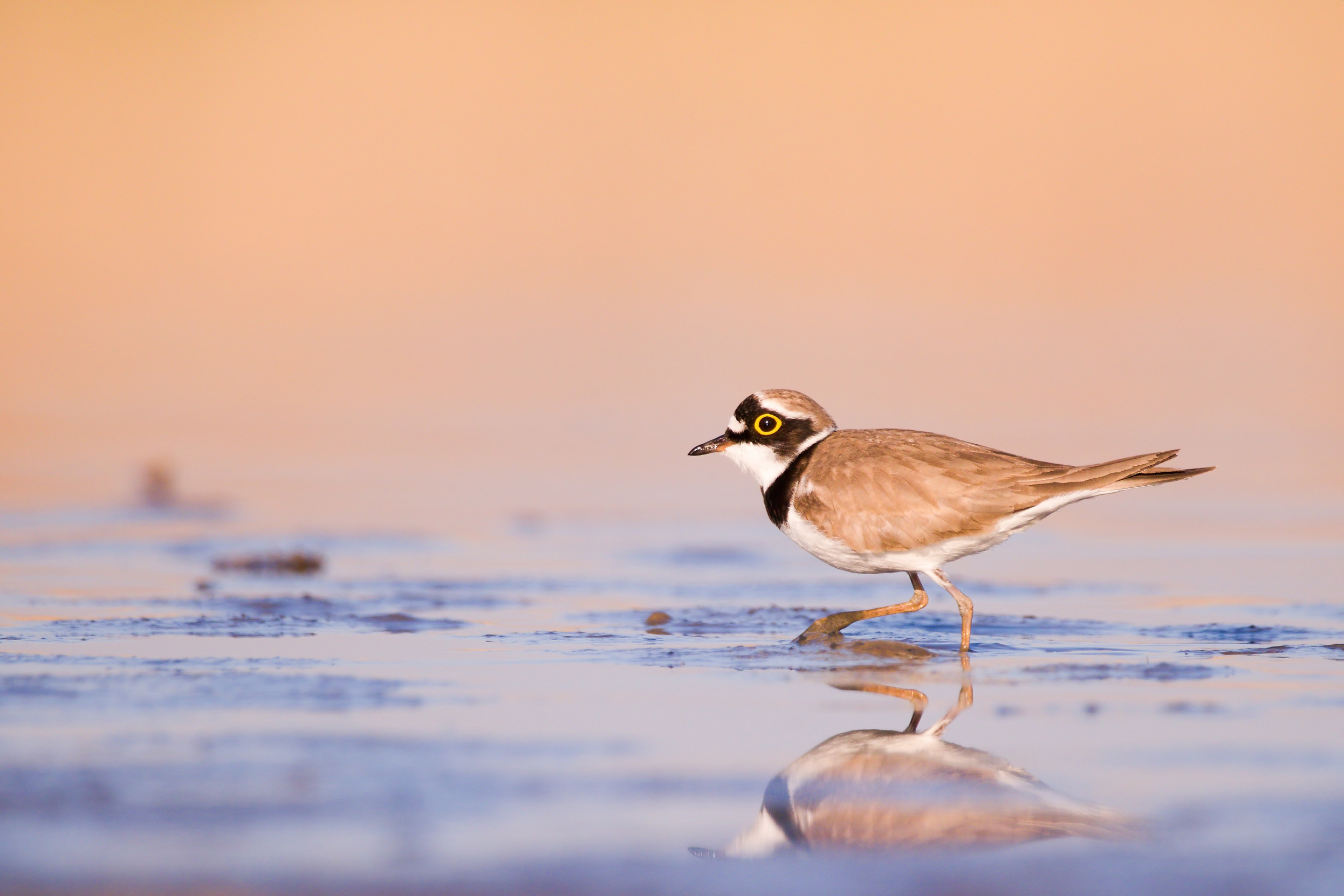 A Little Ringed Plover walking in small pools of water on a beach at sunrise.