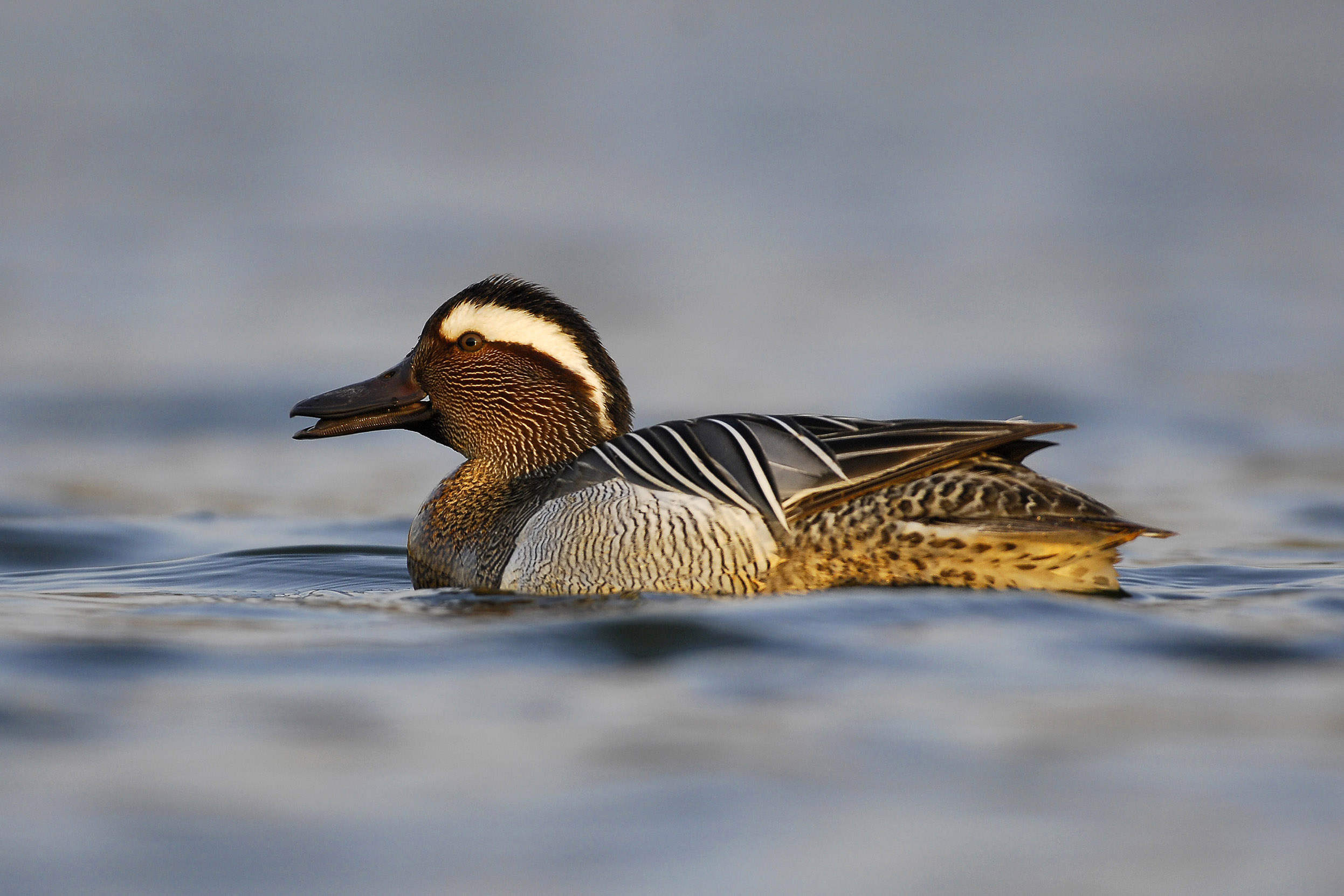 A lone Garganey sat on a body of water.