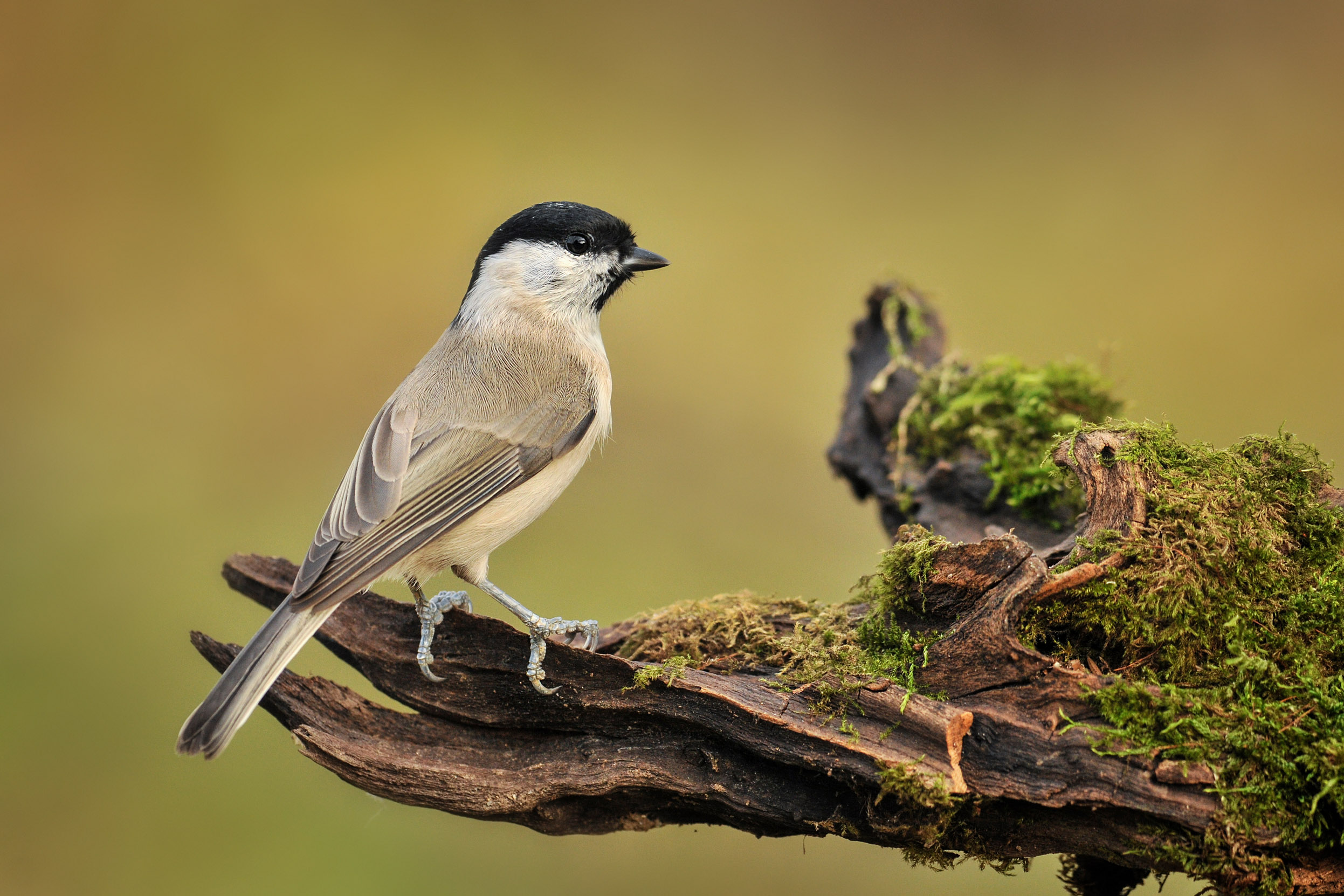A lone Willow Tit perched on a moss covered log.
