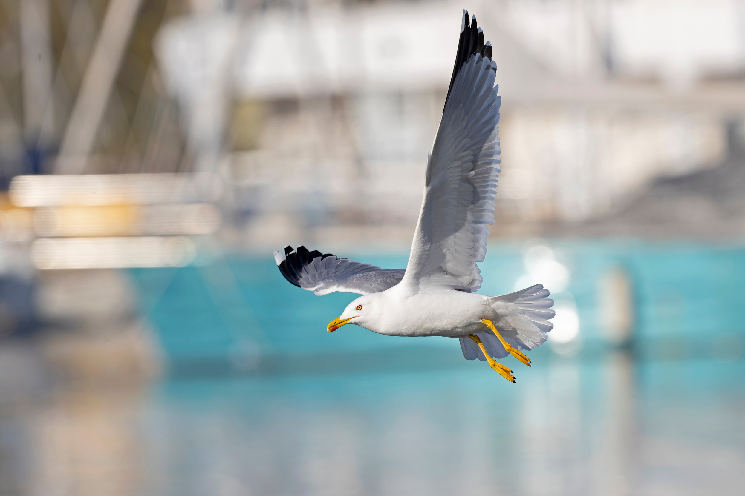 A lone Yellow-legged Gull in summer plumage mid flight past boats in a harbour.