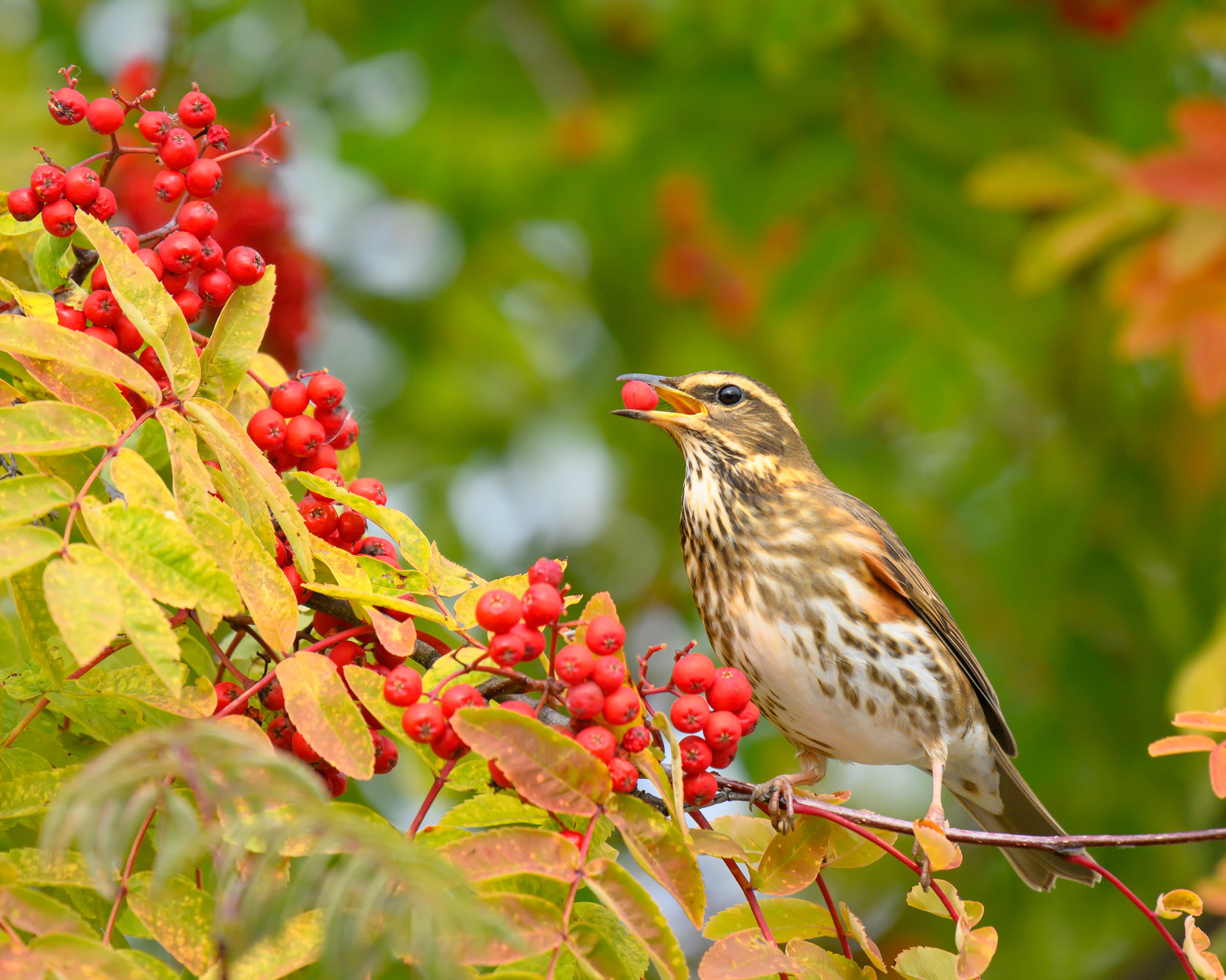 A lone Redwing perched in a tree feeding off surrounding red berries.