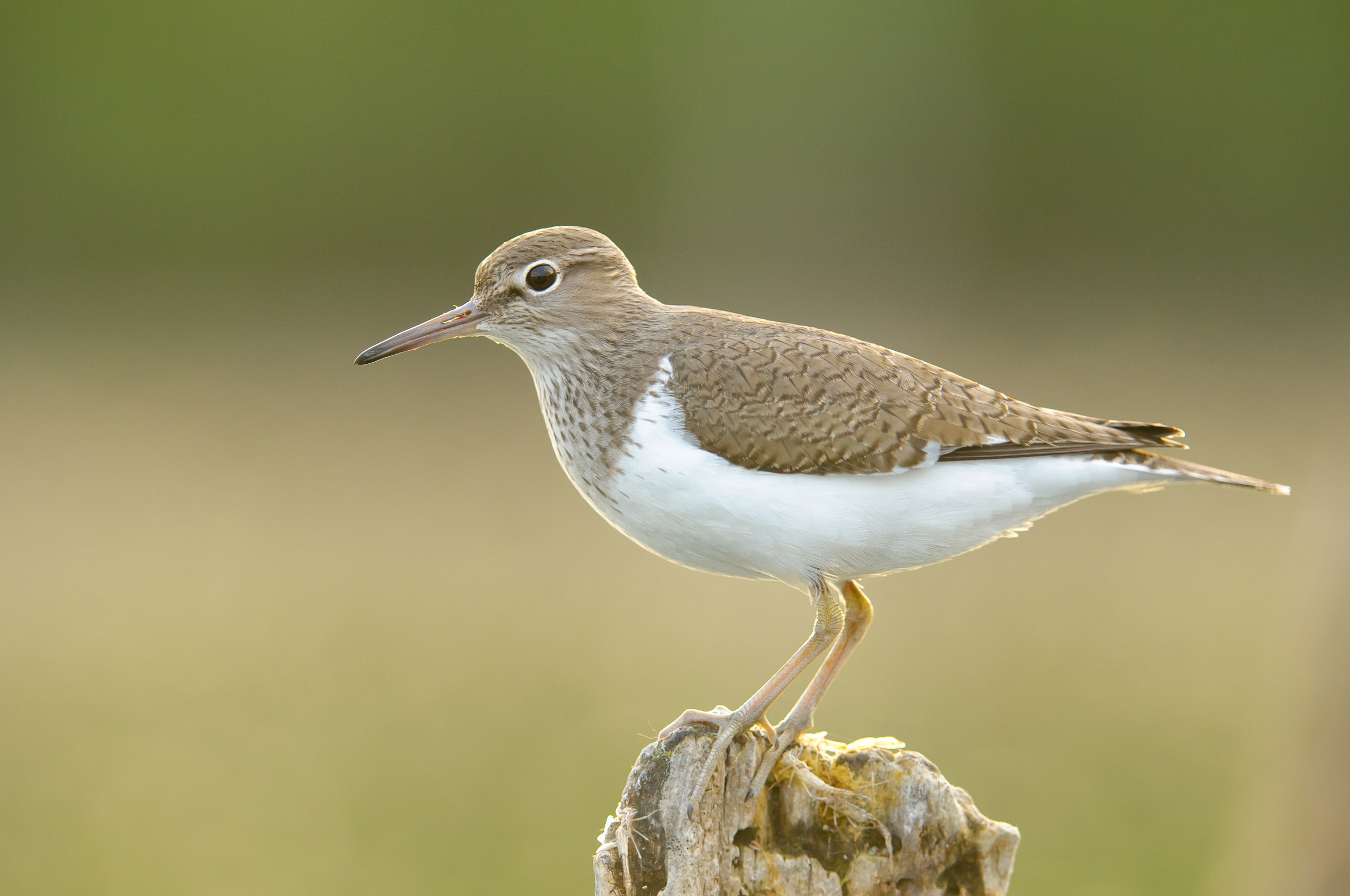 A Common Sandpiper perched on the top of a stump.
