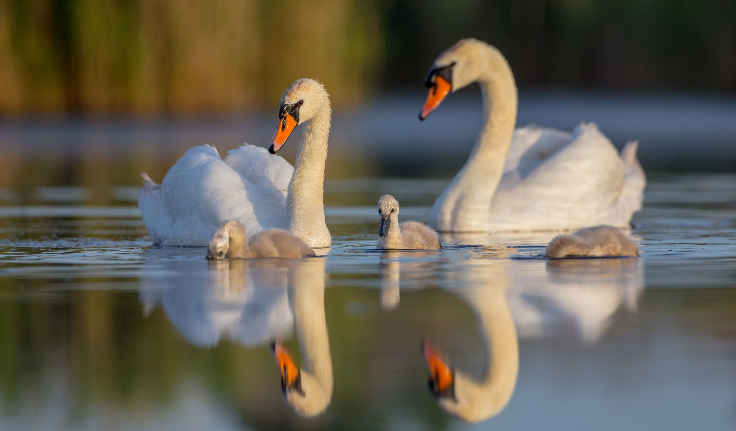 In the middle of a body of water a pair of Mute Swans sit with their young swimming around them.