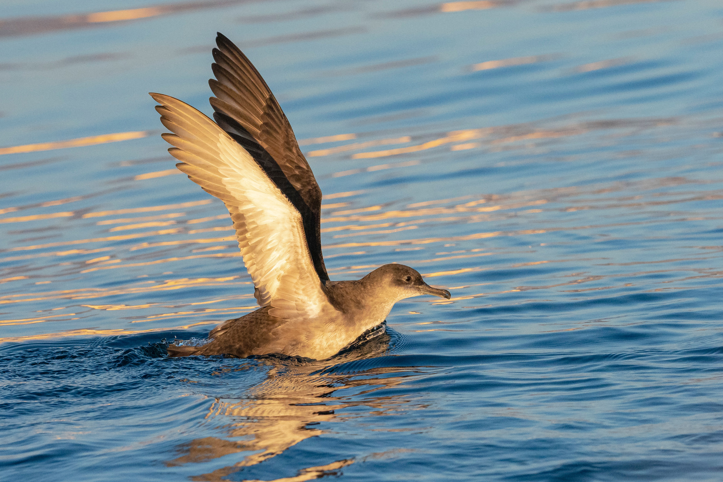 Balearic Shearwater taking off from a body of water at sunset.