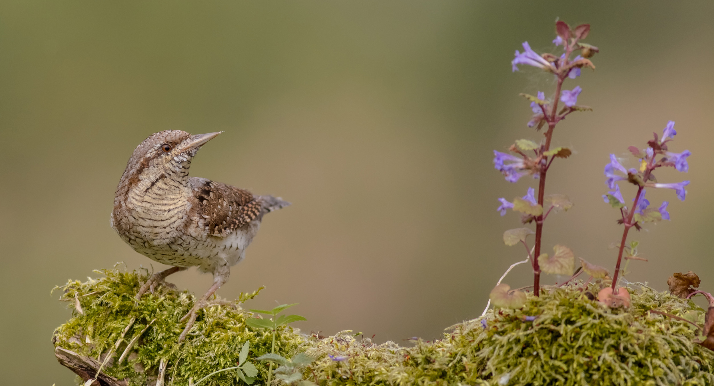 A lone Wryneck looking towards purple flowers whilst perched on a moss covered log.