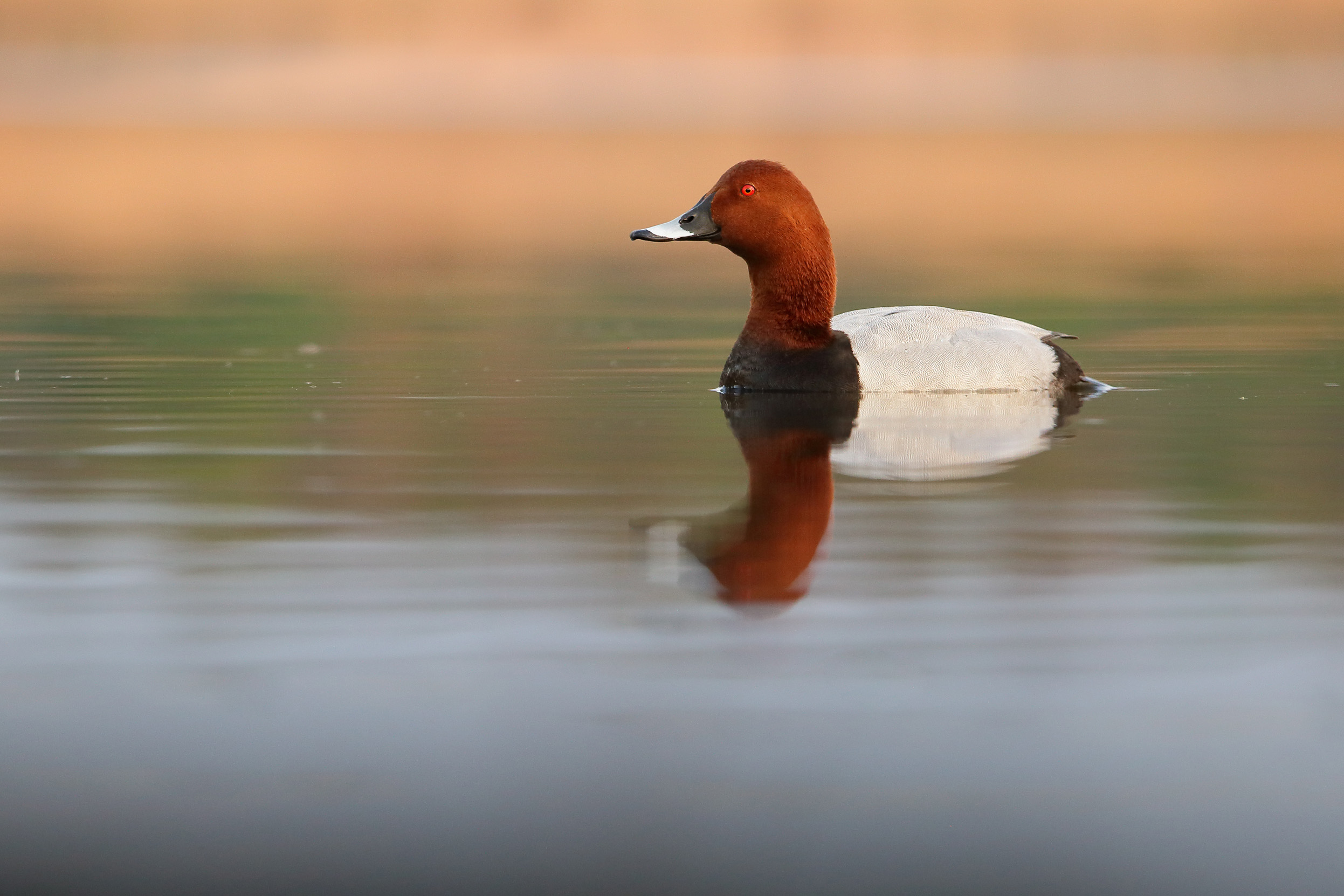 A lone male Common Pochard swimming on a body of water.