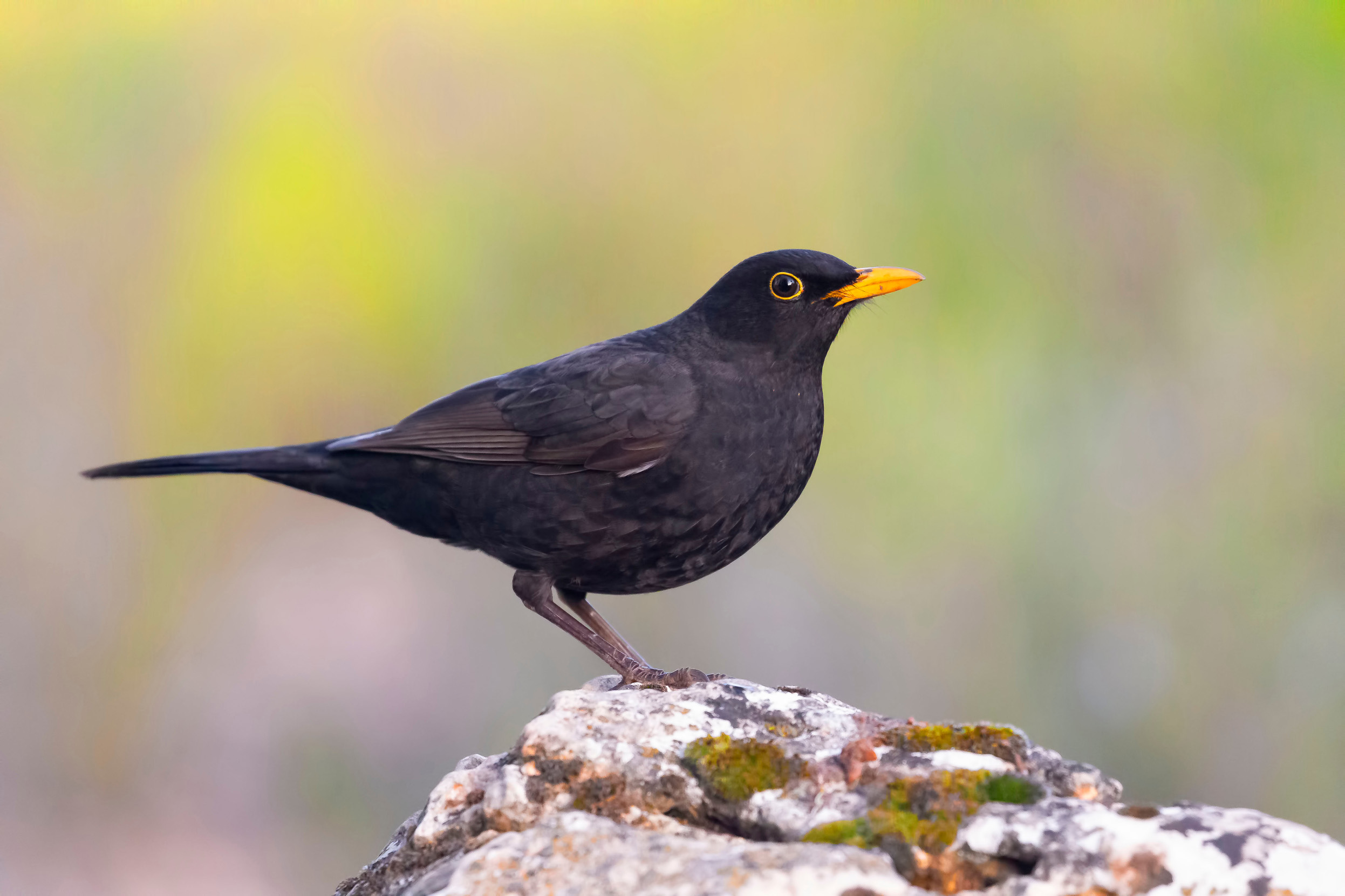 A Common Blackbird perched on a moss covered rock.
