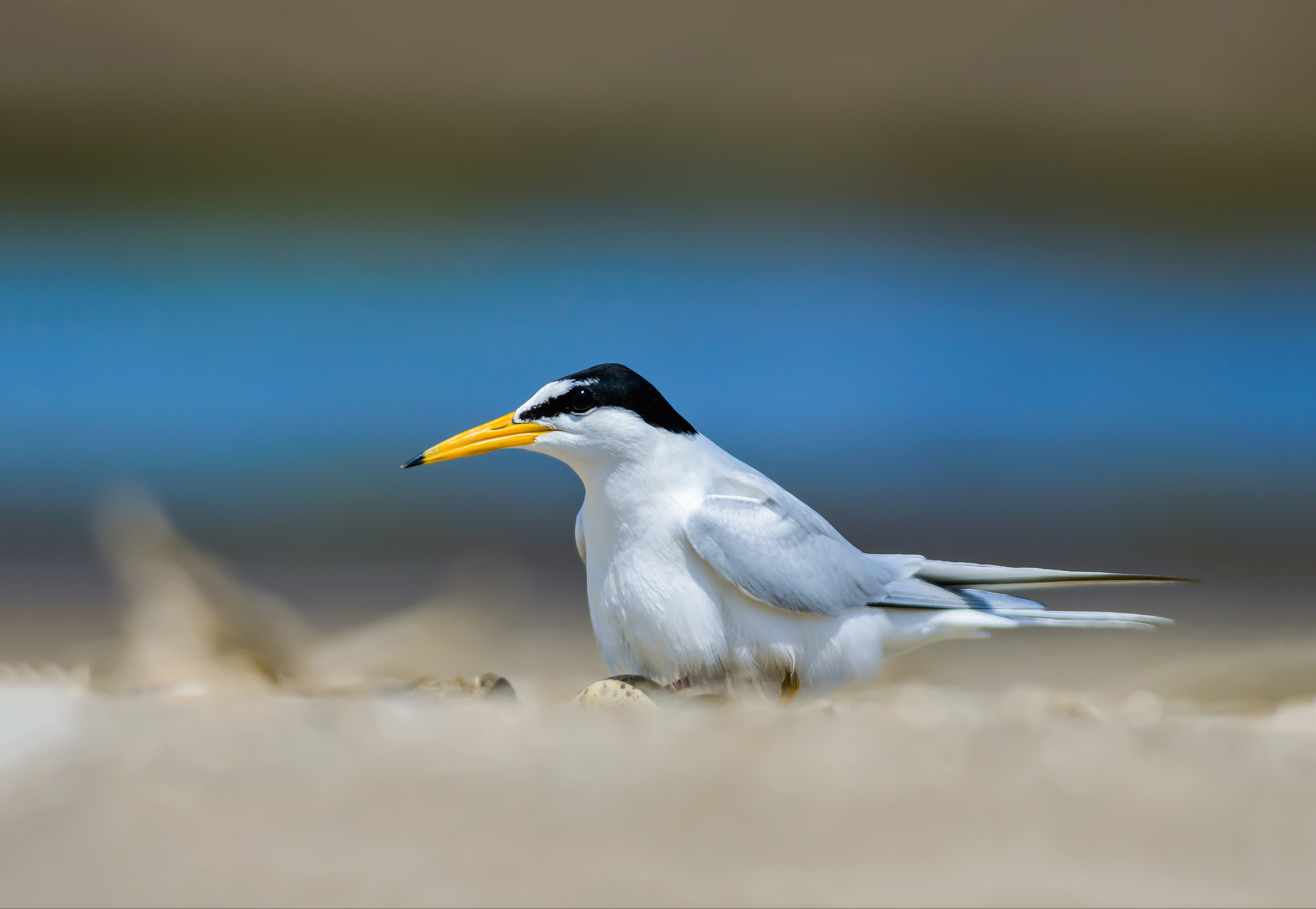 A lone Little Tern sat on their nest on and island beach.