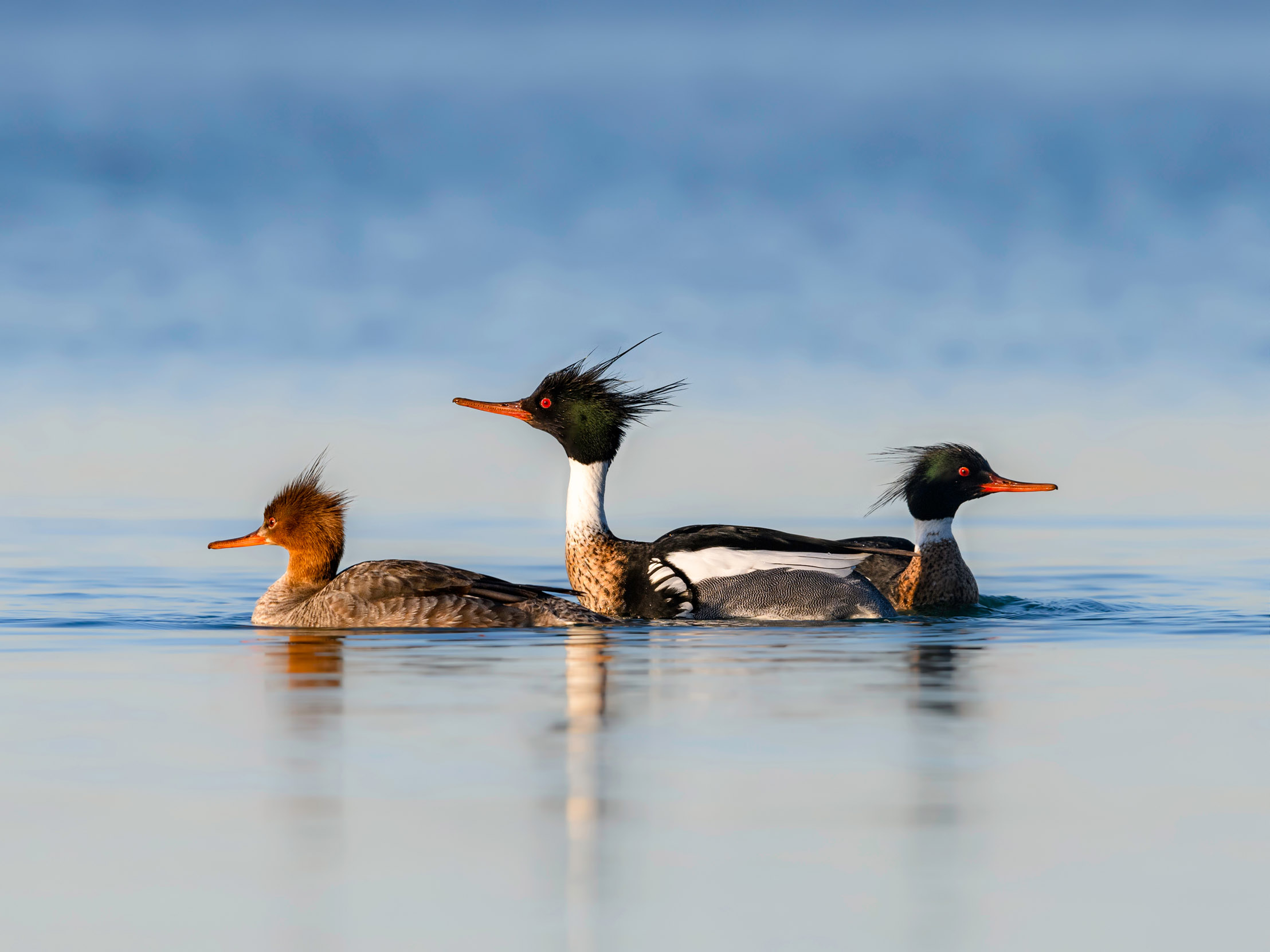 Three Red-breasted Merganser swimming on a still body of water.