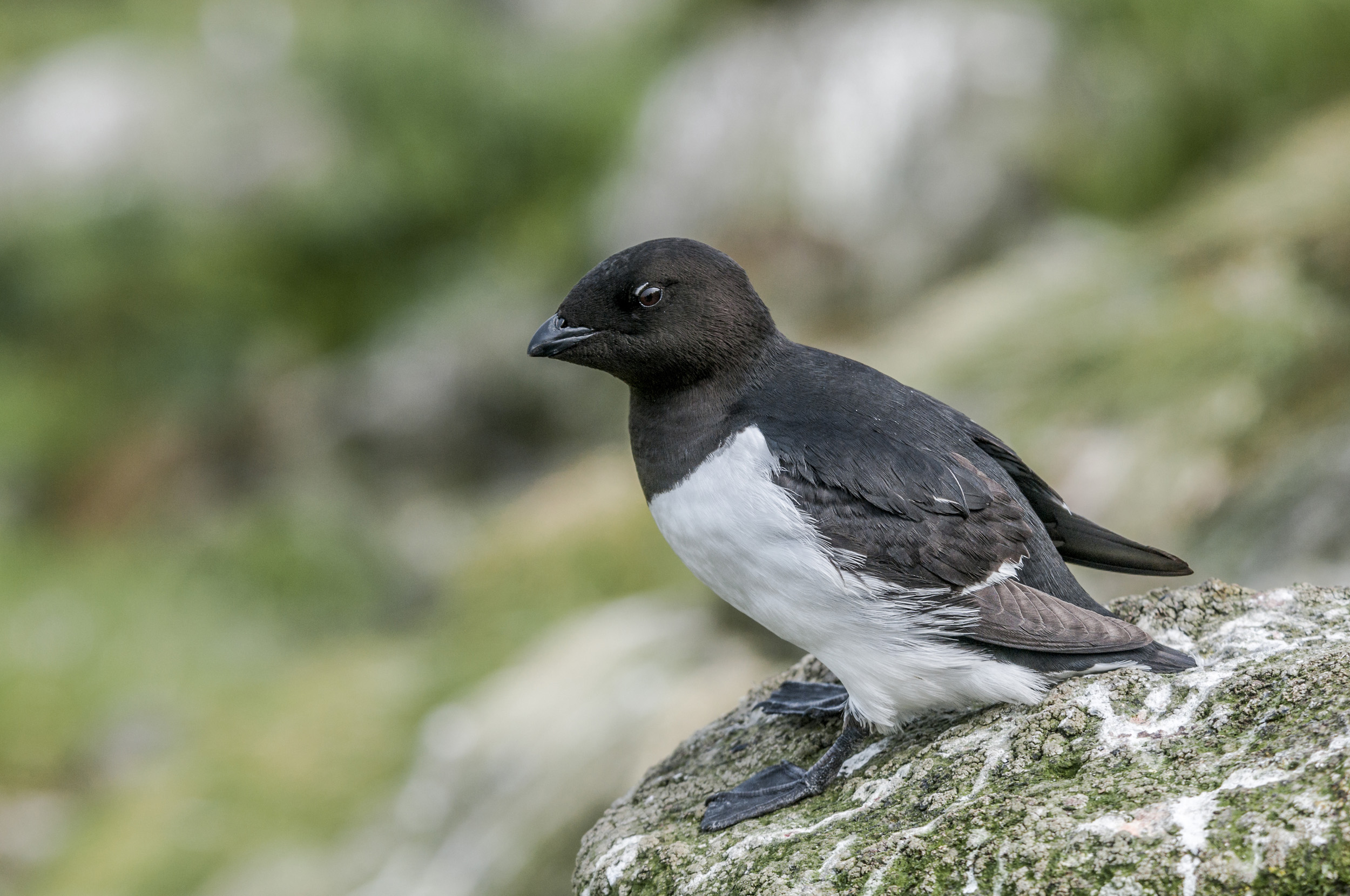 A Little Auk perched on a rock in the summertime. 