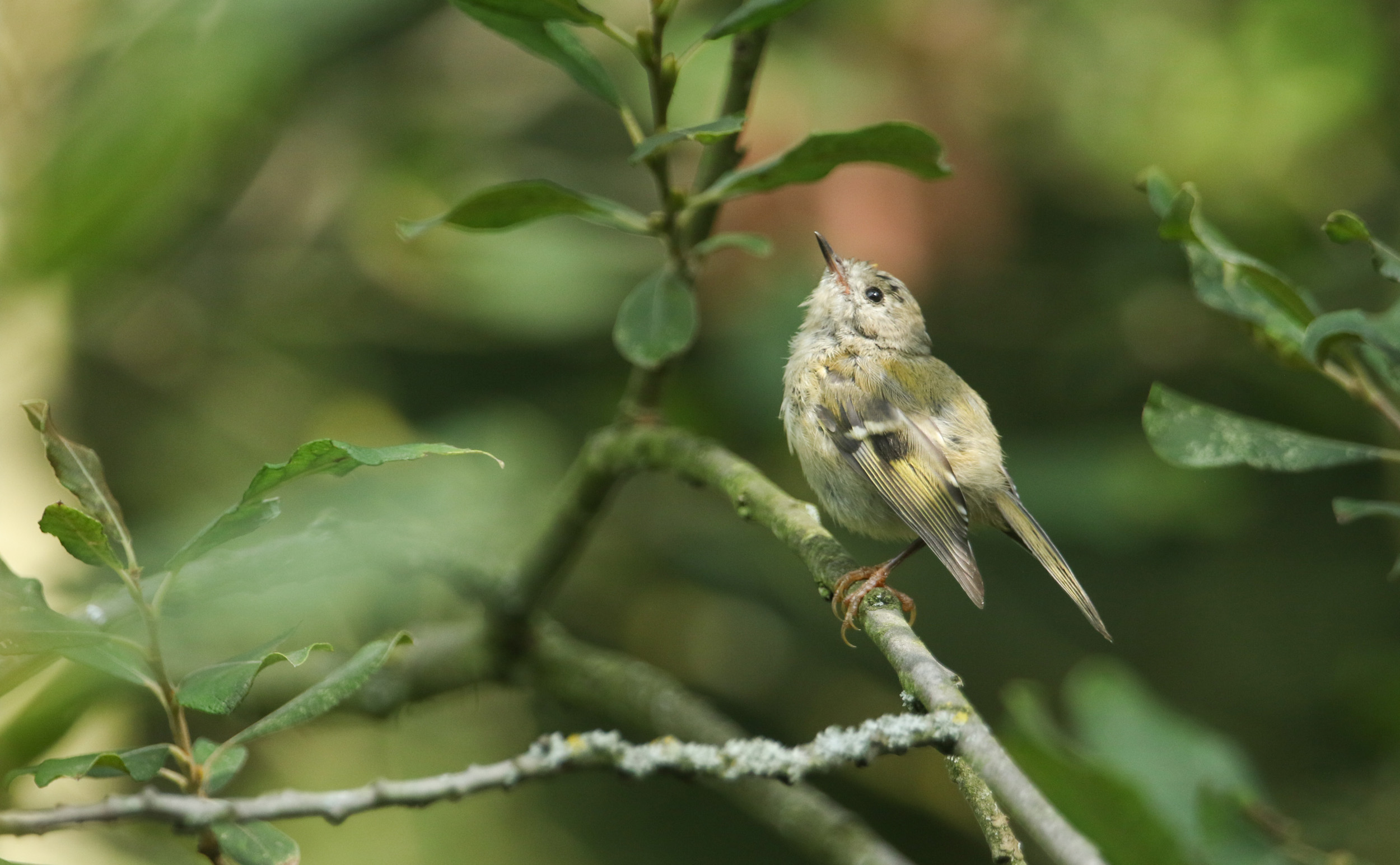 A juvenile Goldcrest perched on a tree branch surrounded by green leaves.