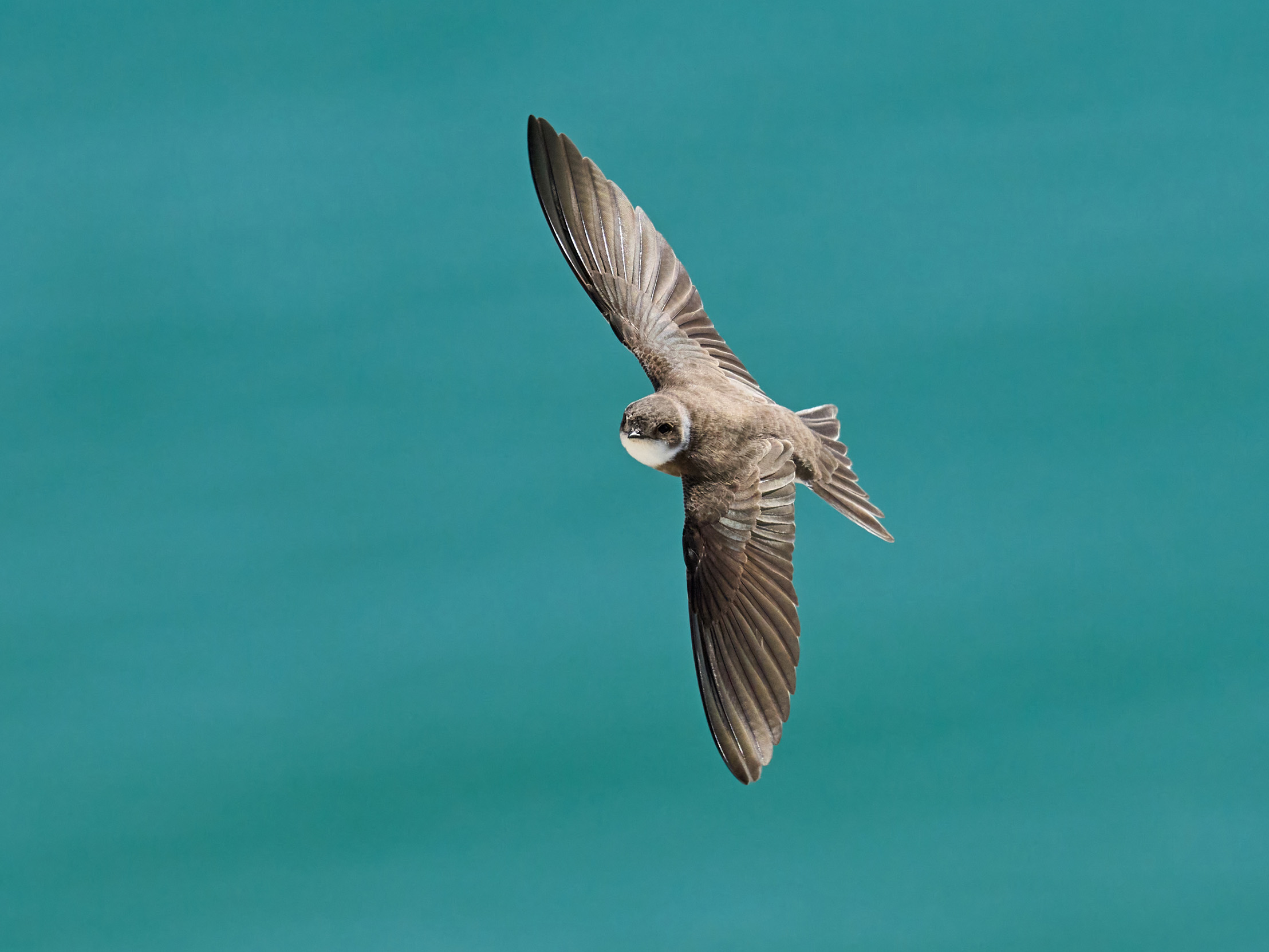 A lone Sand Martin flying over a body of water.