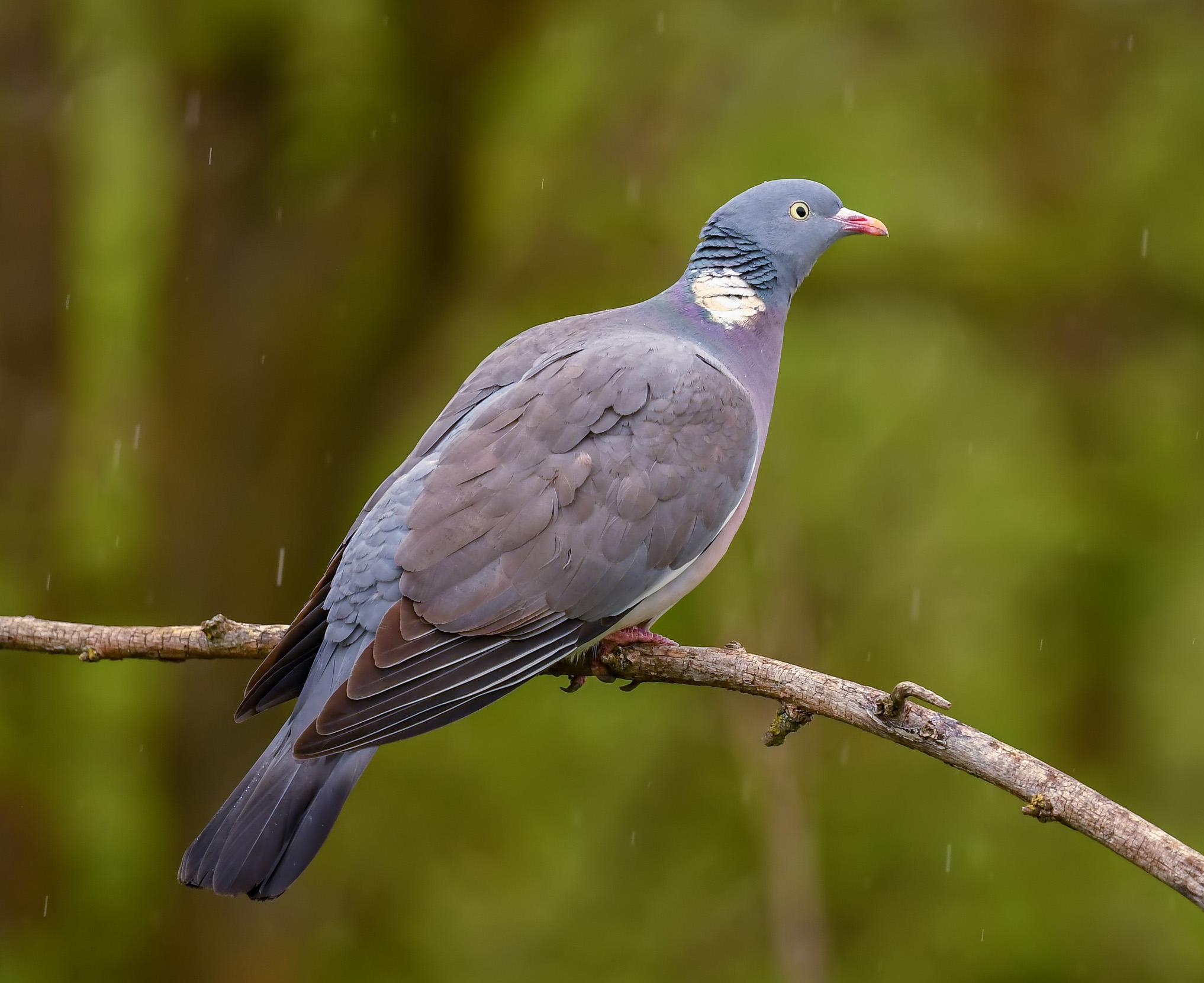 A lone Woodpigeon perched on a branch in the rain.