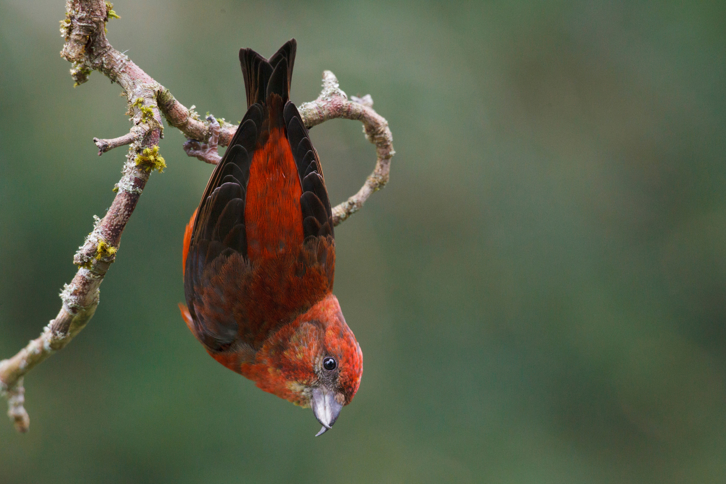 A male Crossbill hanging upside down from a tree branch.