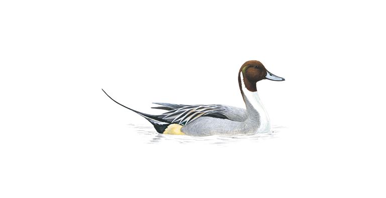 An illustration of a male Pintail.