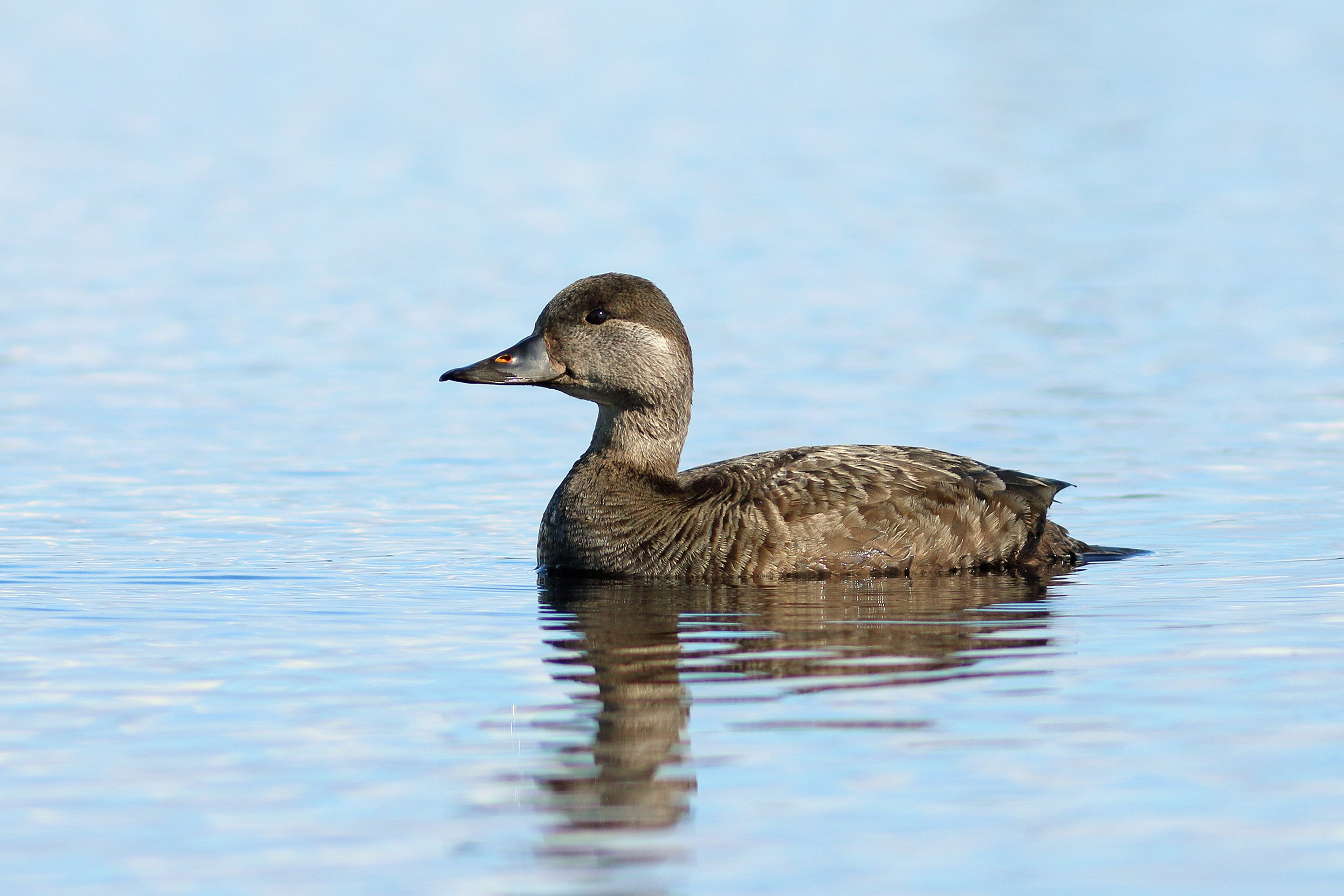 A female Common Scoter swimming on water.