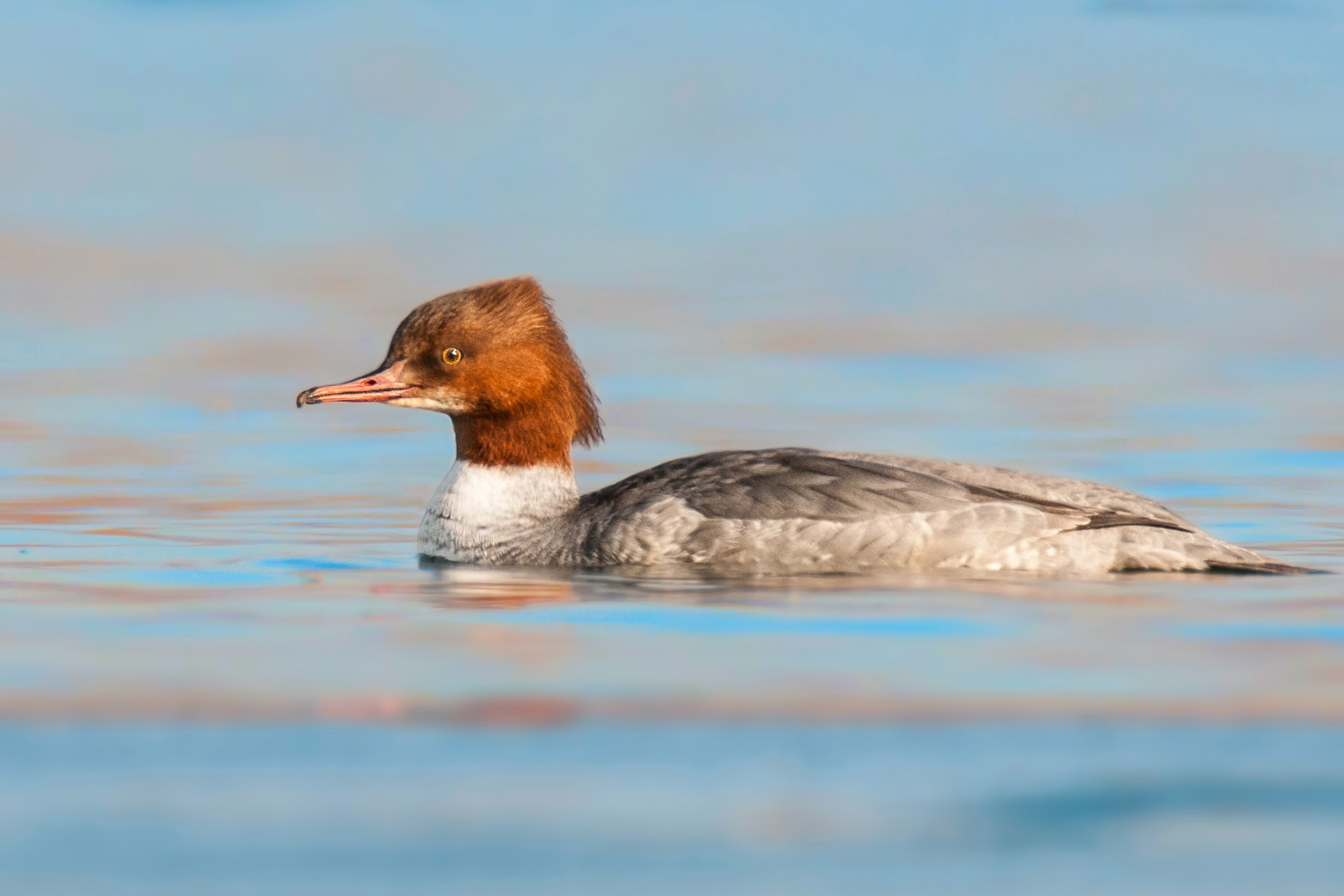 A female Goosander swimming on blue water.