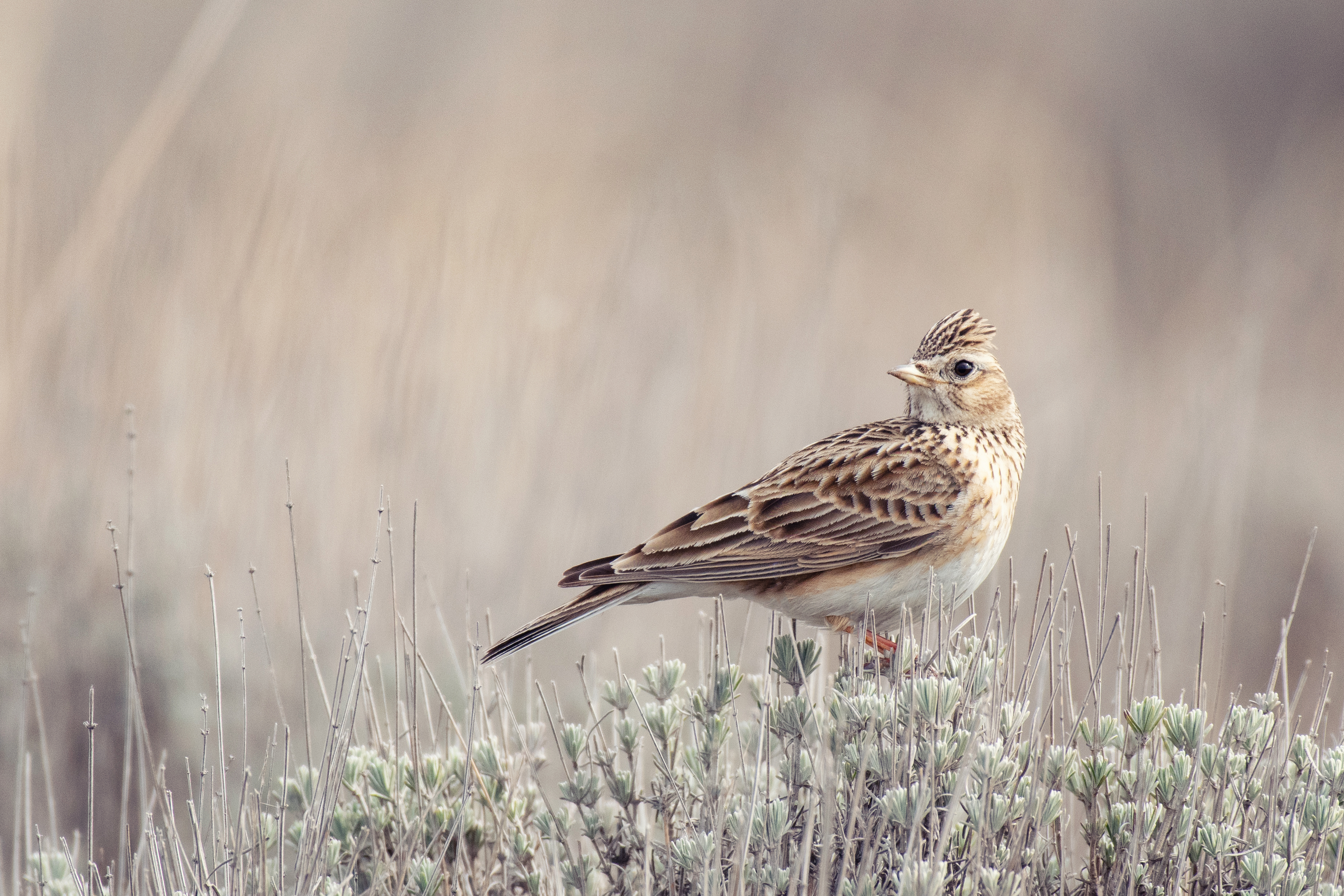 A lone Skylark perched on a mound covered in brown grass,