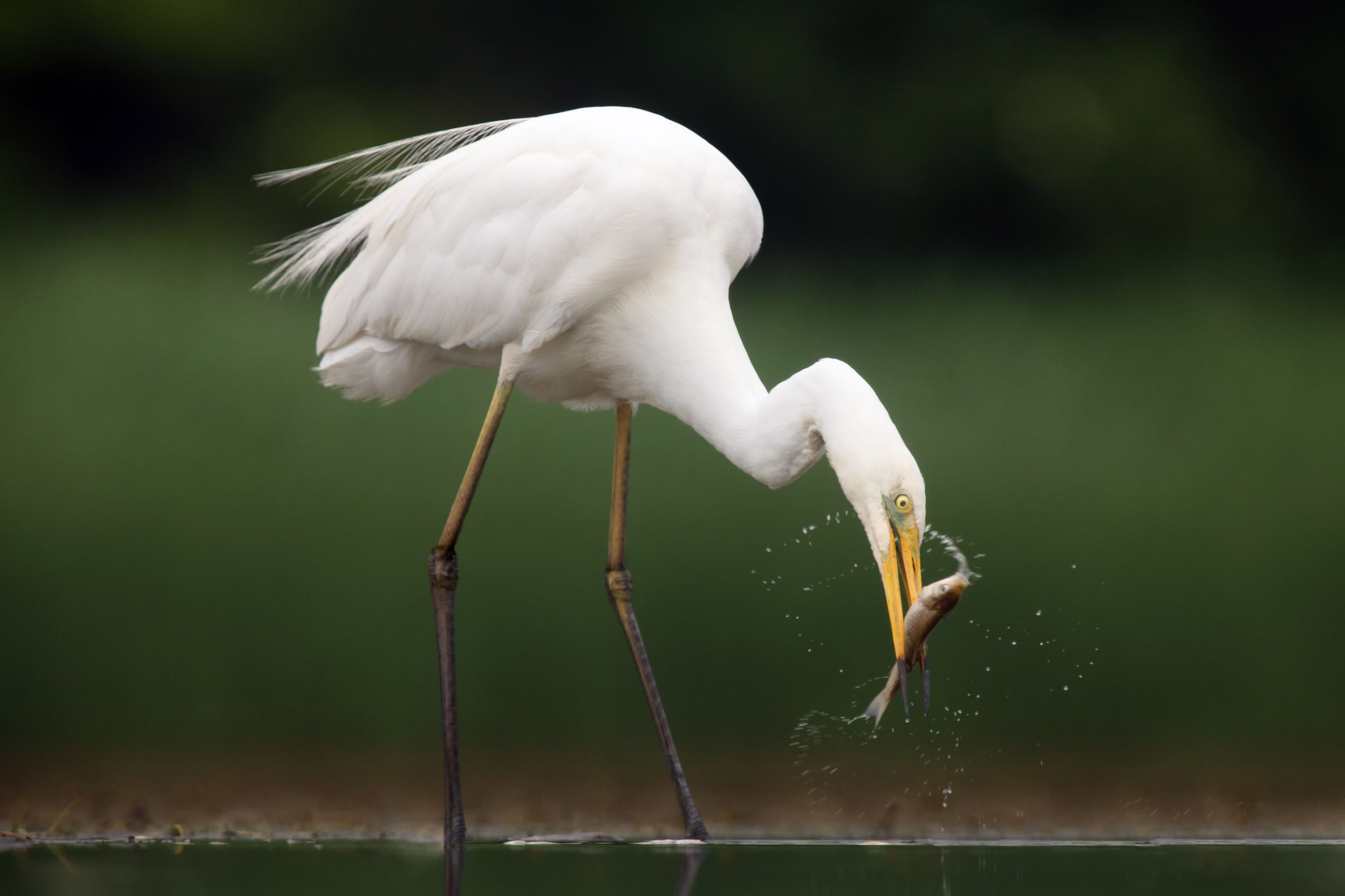 A Great White Egret stood in shallow waters with a fish in their beak.