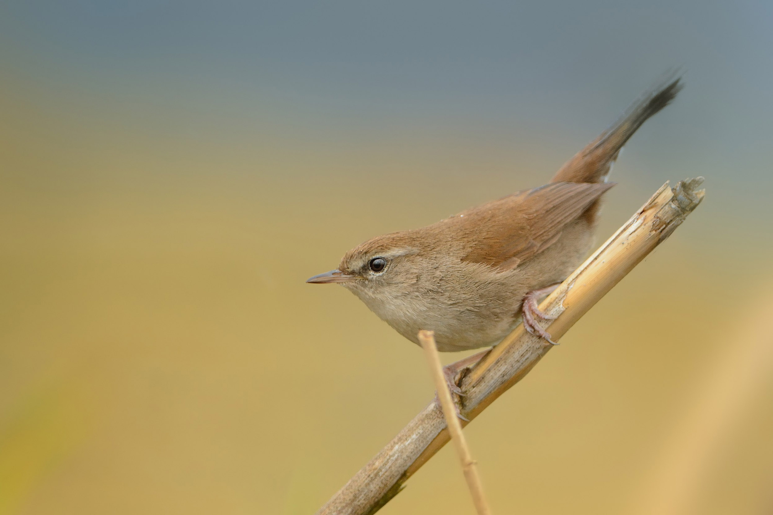 A lone Cetti's Warbler perched on a stick against a dusty orange background.