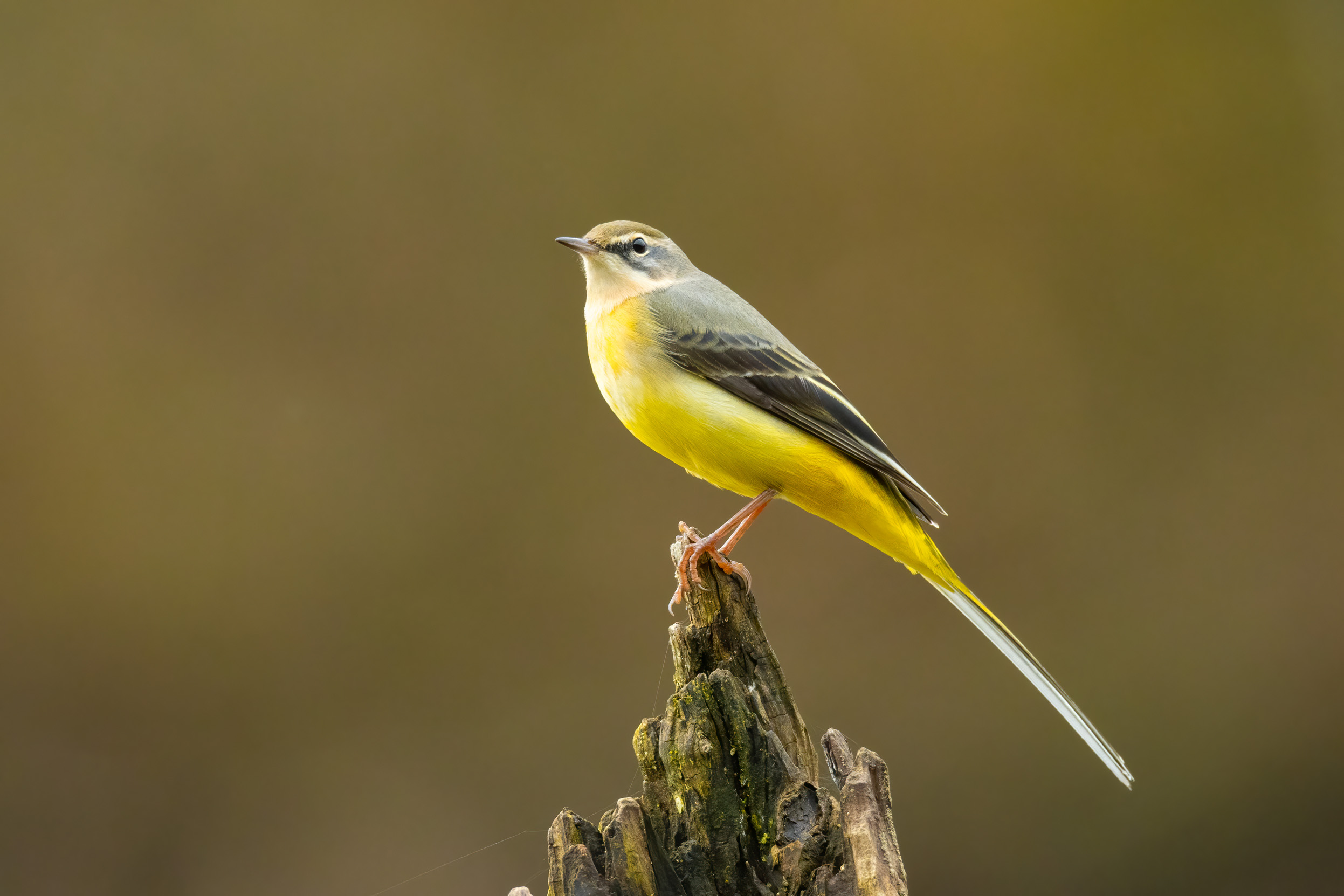 A lone Grey Wagtail perched at the top of a log.