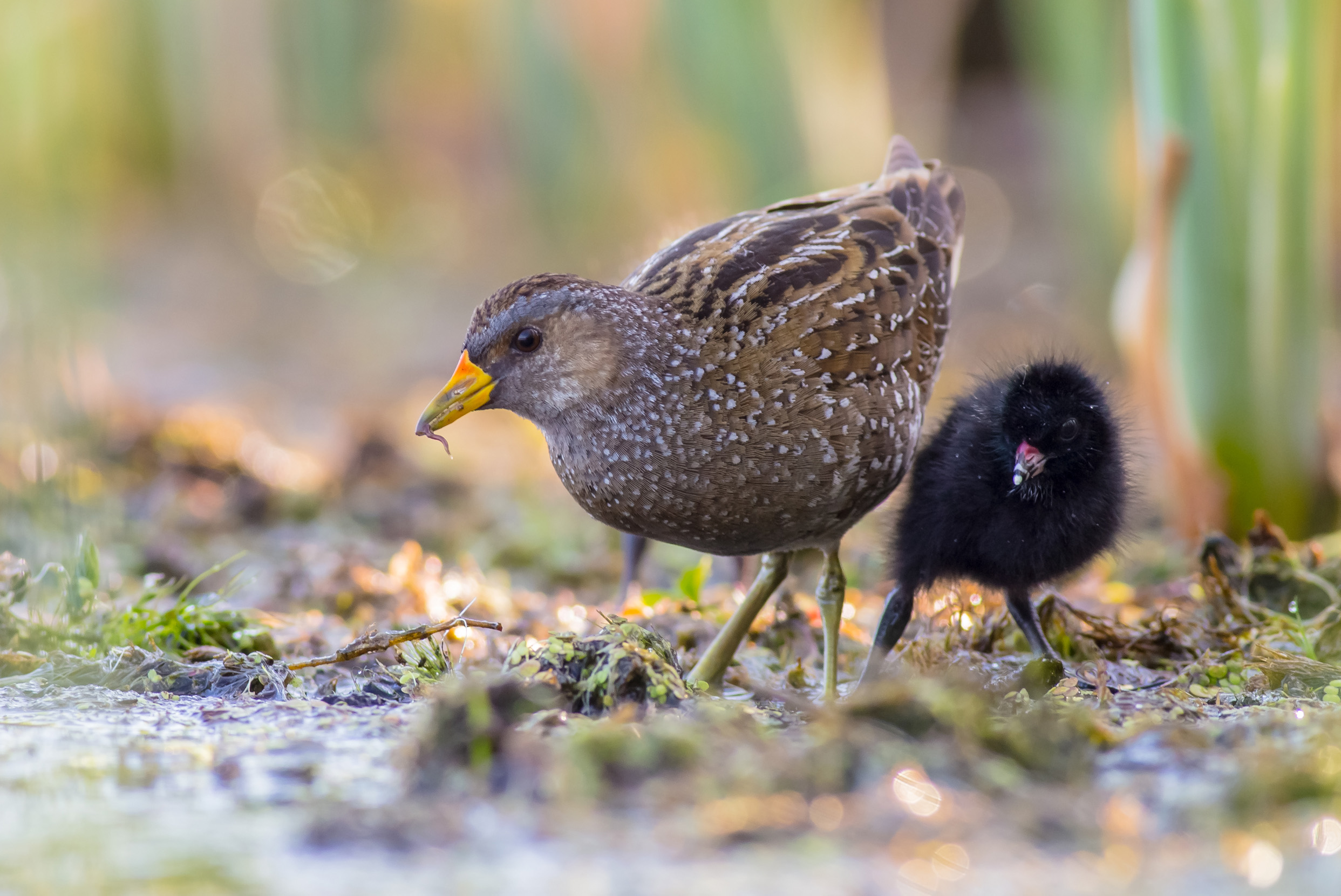 An adult Spotted Crake and their chick pecking at wetland floor.