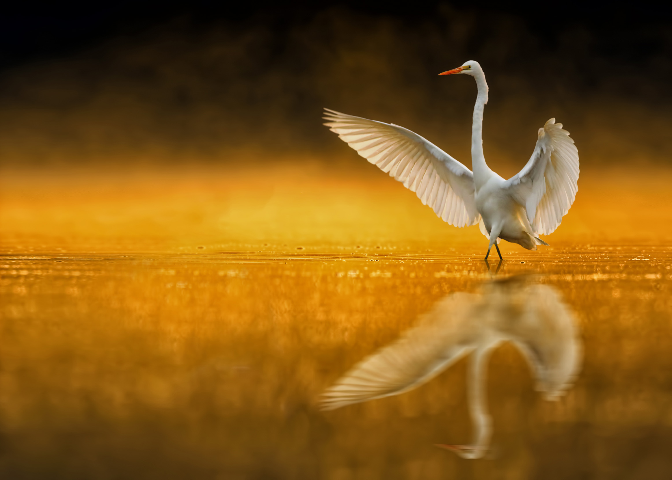 A Great White Egret with it's wings open dancing in shallow waters at sunrise.