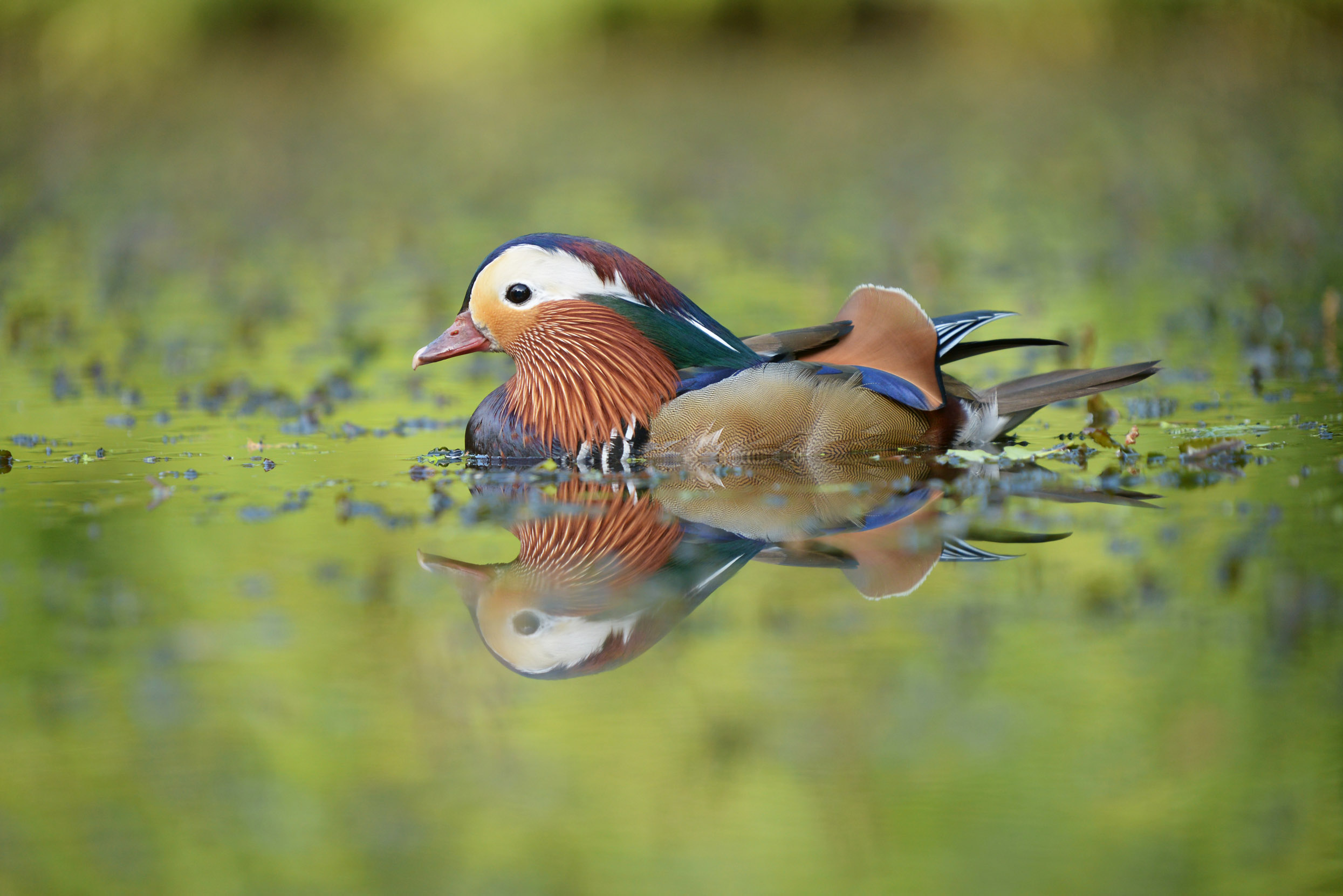 The male Mandarin is sat on a body of water staring at their reflection.
