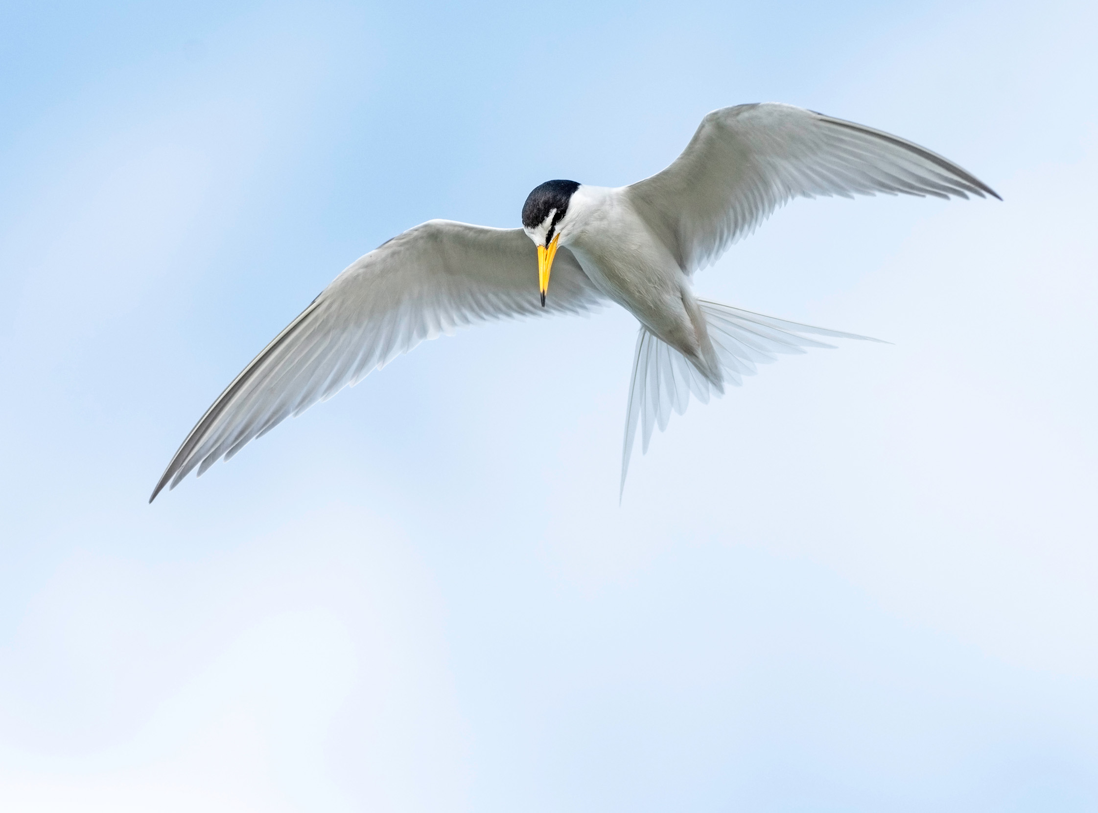 A lone Little Tern flying overhead against a blue cloudy sky.