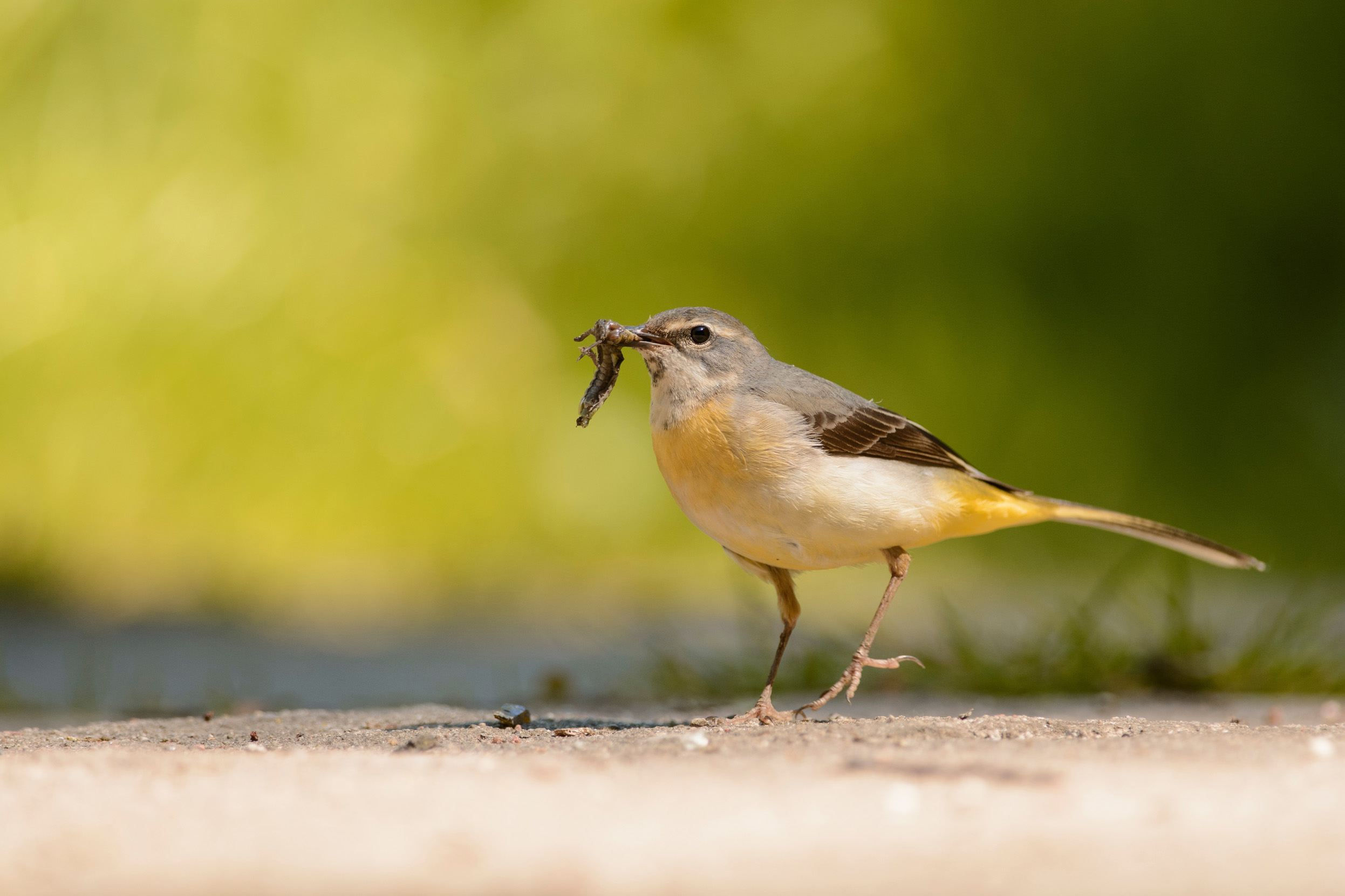 A female Grey Wagtail stood on a dusty dirt floor with insect in their beak.