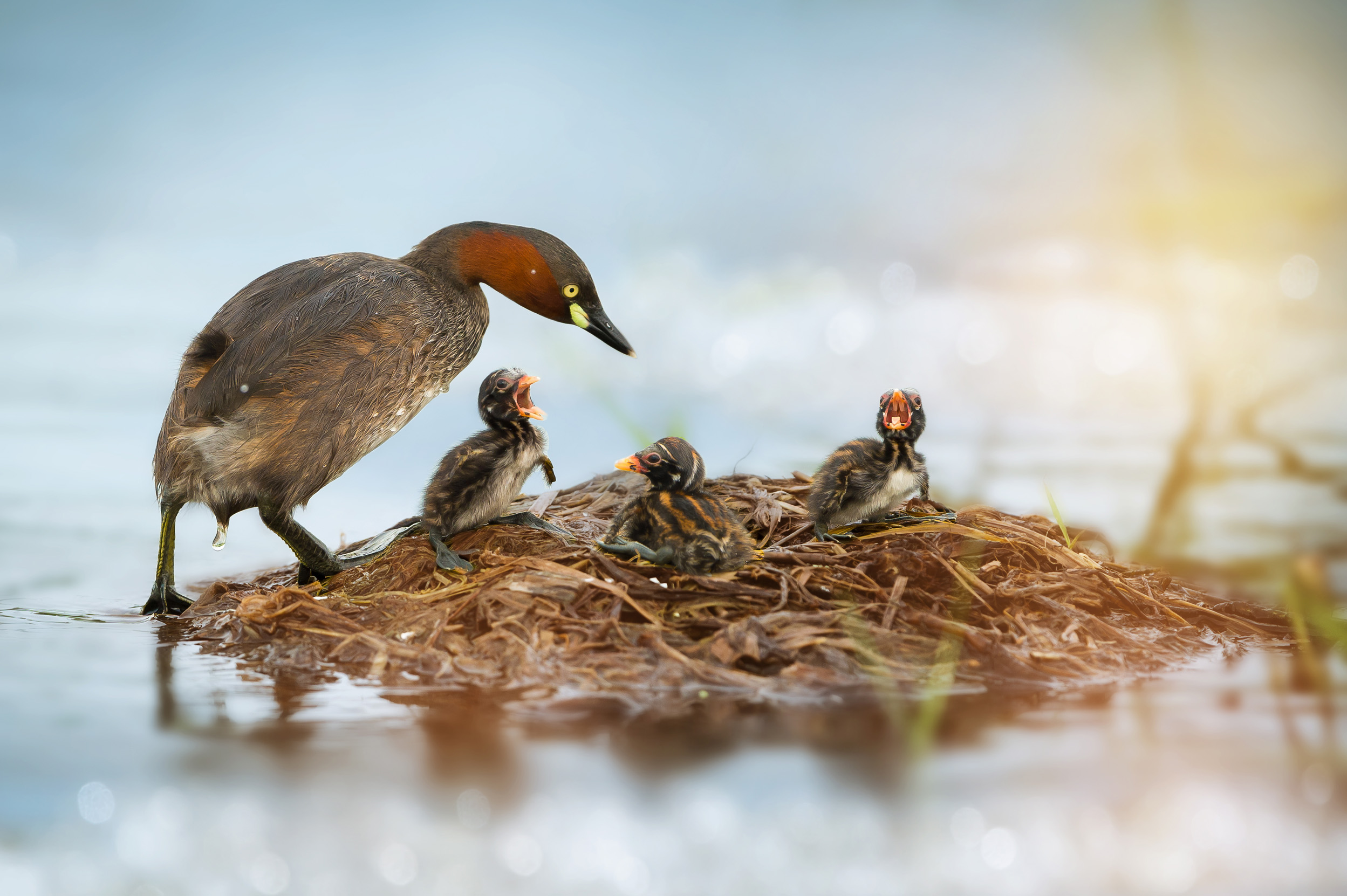 Little Grebe in summer plumage with their chicks in a nest.