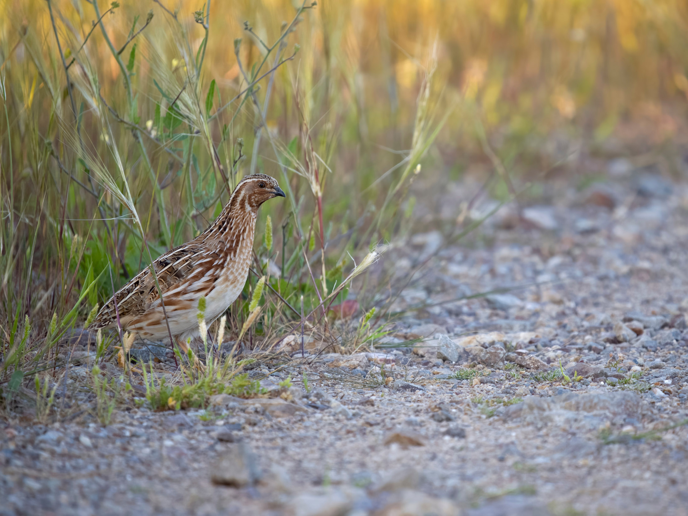 A lone Quail strolling out of long grass to a dirt gravel clearing.