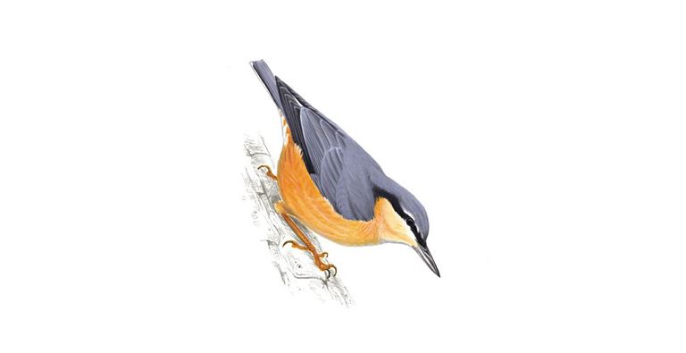 An illustration of a Nuthatch.
