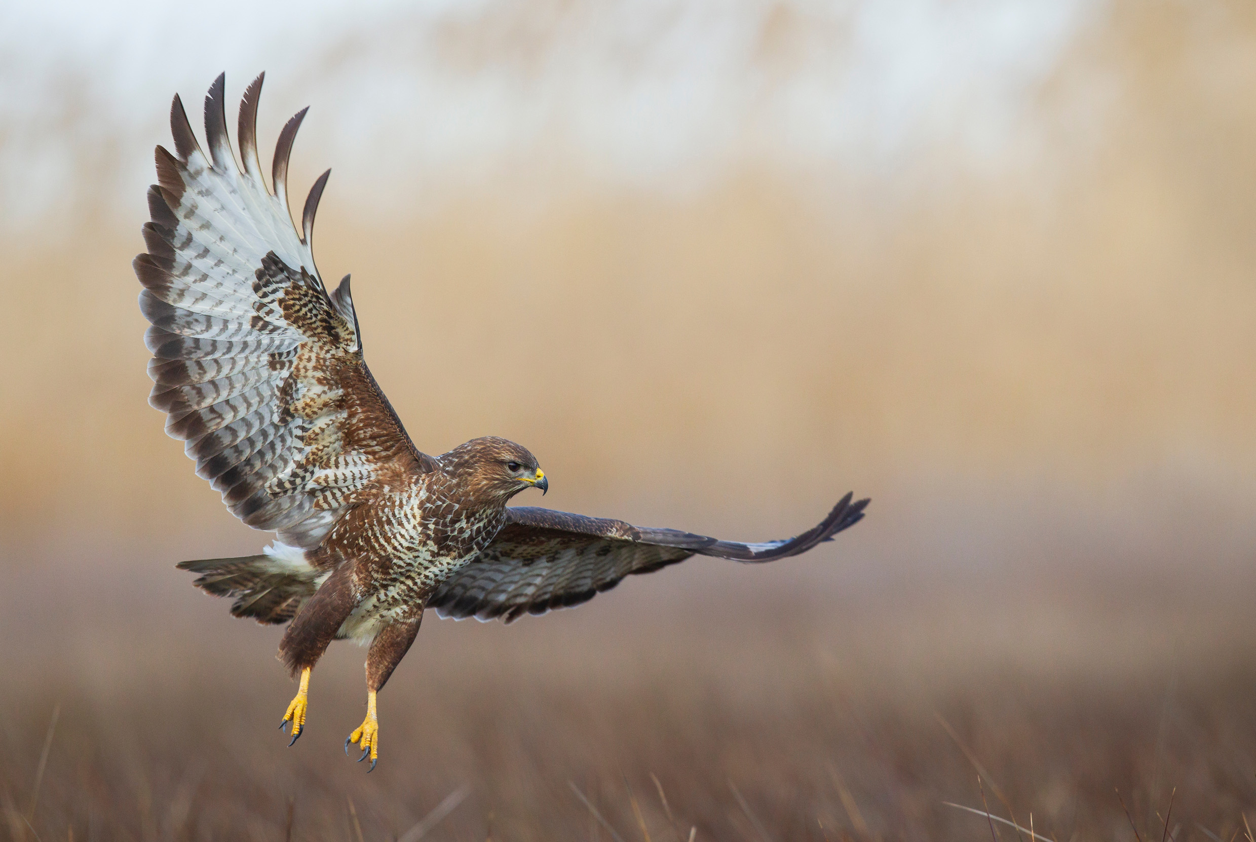 A Buzzard with wings fully outstretched, about to land amongst some beige grasses