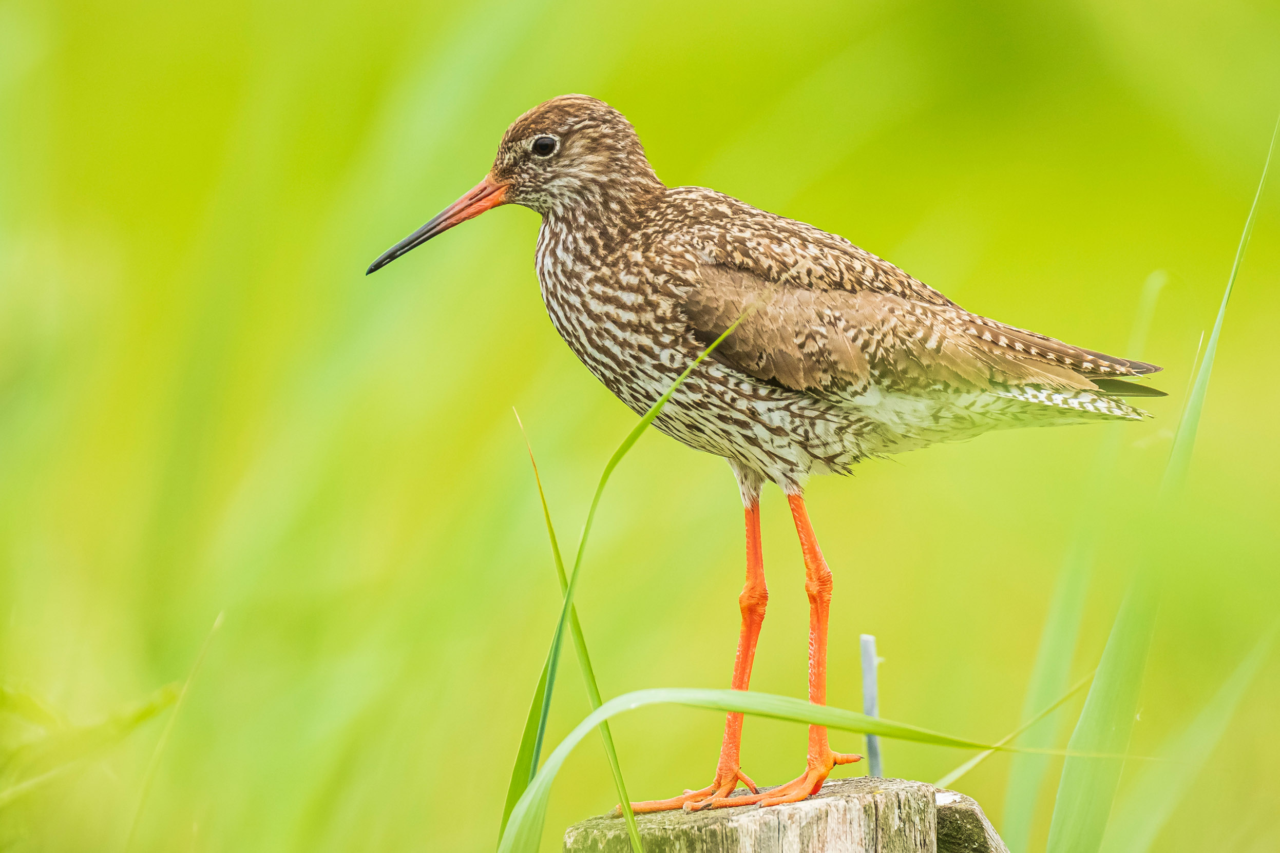 A Common Redshank perched on a wooden post surrounded by grassland.