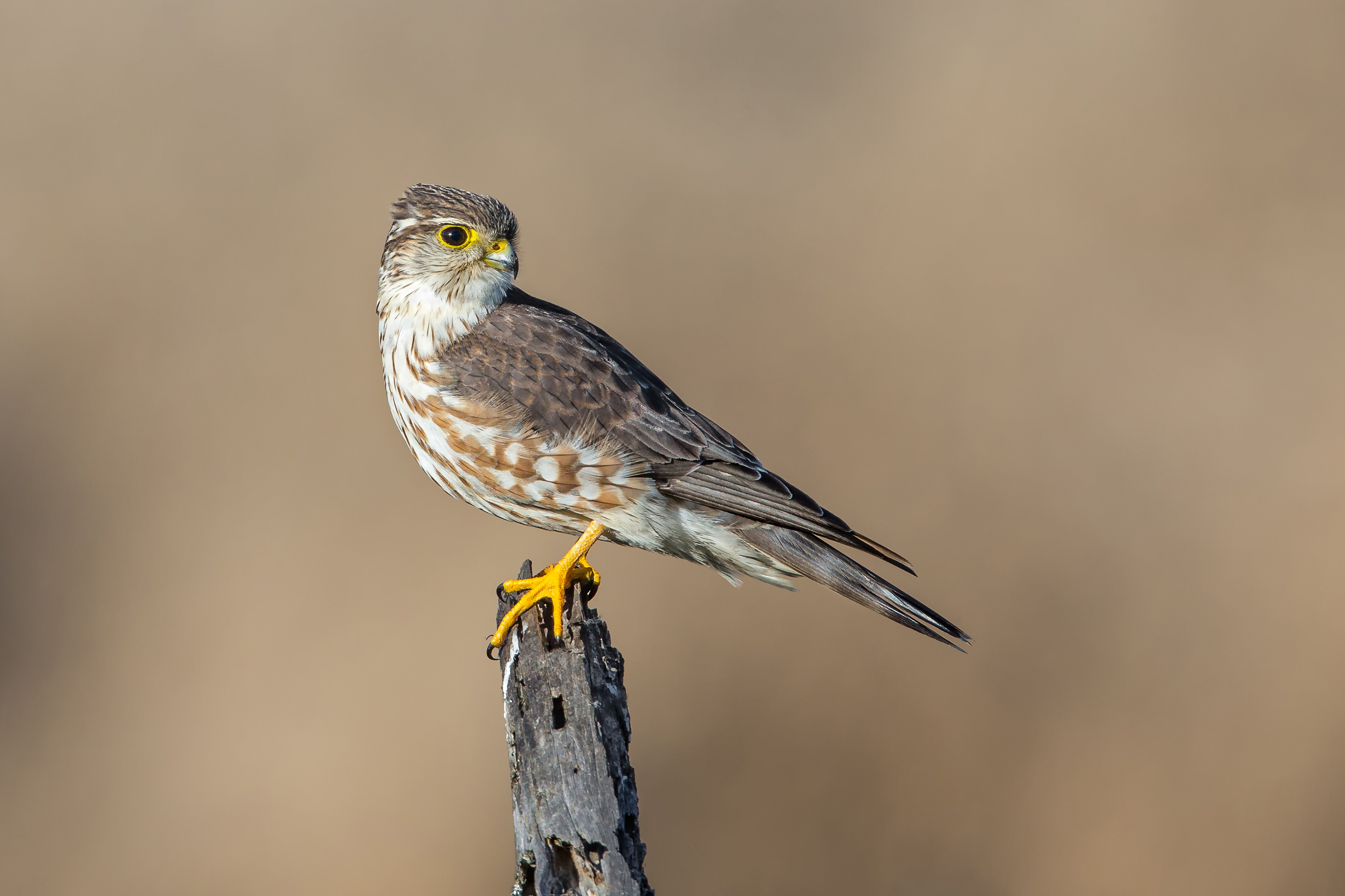 A female juvenile Merlin perched on a branch looking behind themselves.