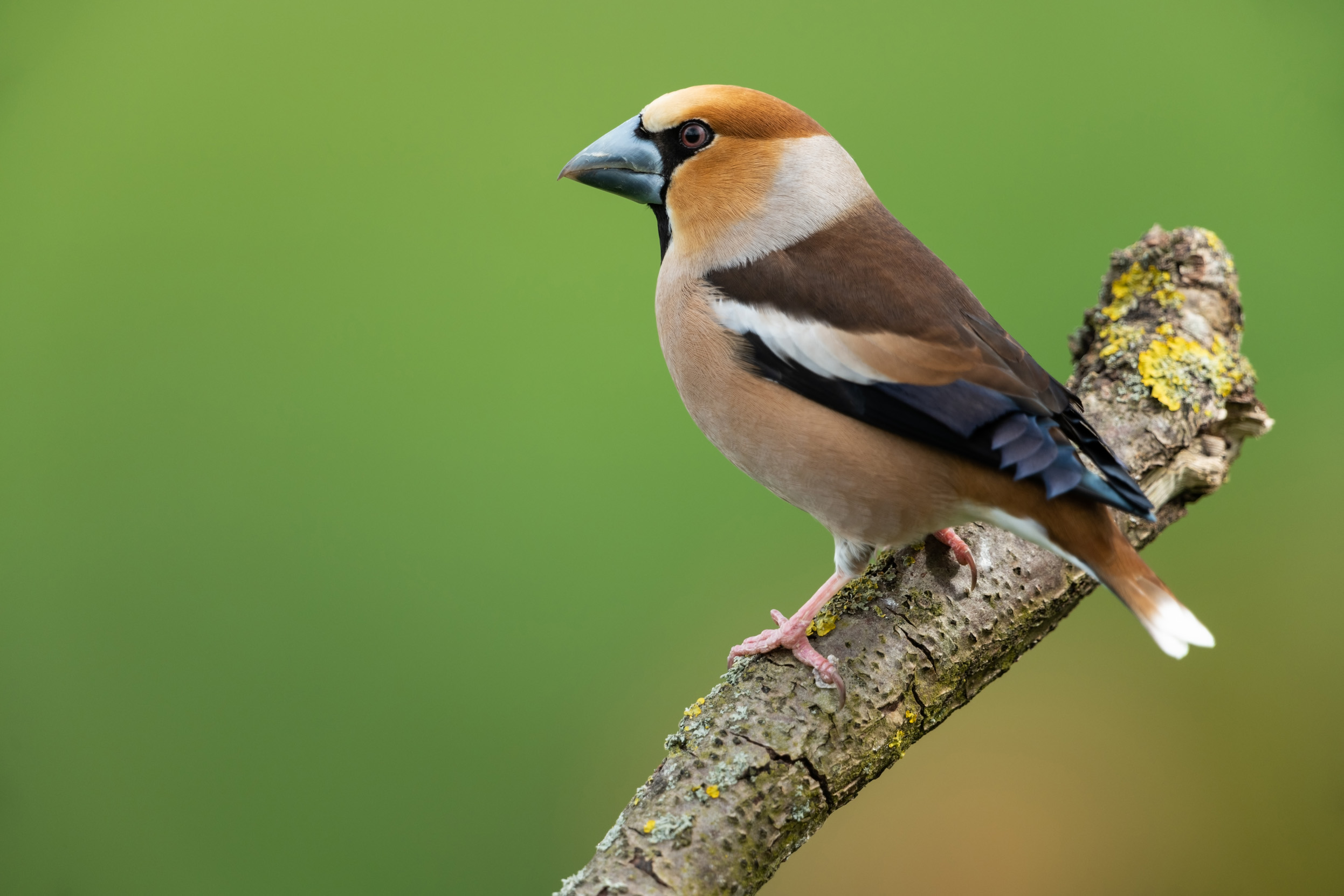 A male Hawfinch perched on a branch.
